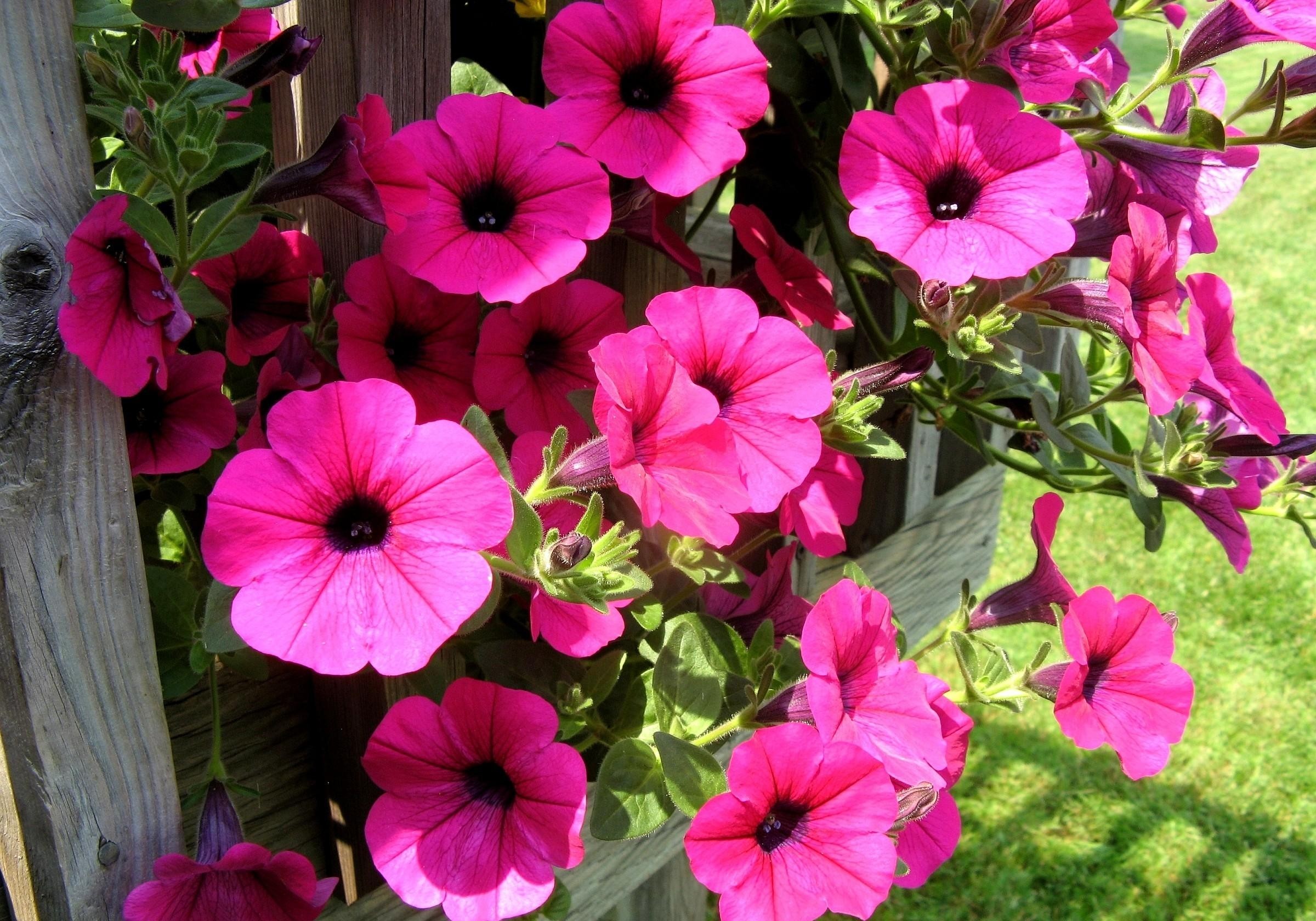 2400x1680  Wallpaper petunia, flowers, bright, colorful, sunny