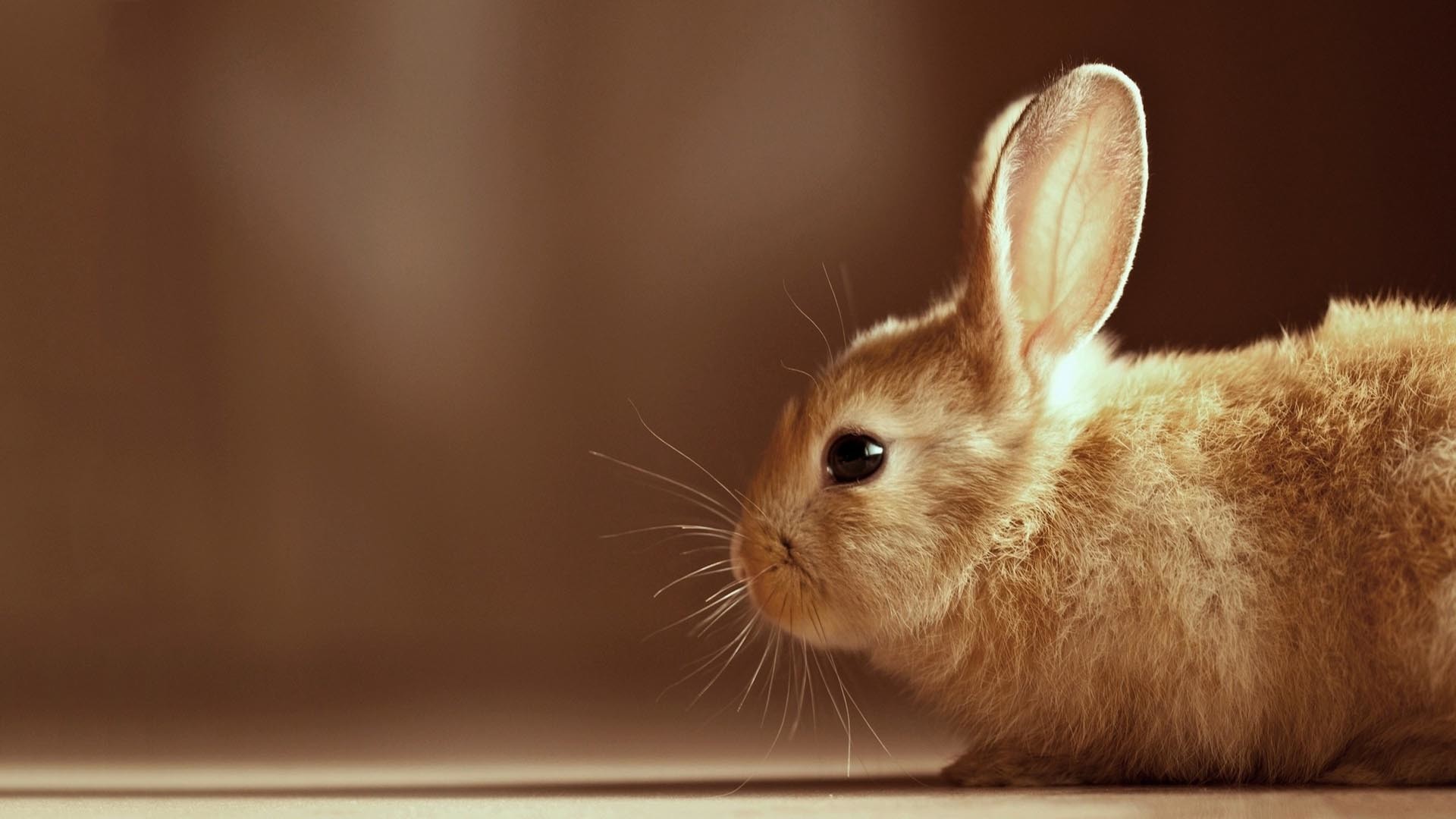 1920x1080 Cute Baby Bunny Widescreen Wallpaper HD | Best Quality HD Wallpapers