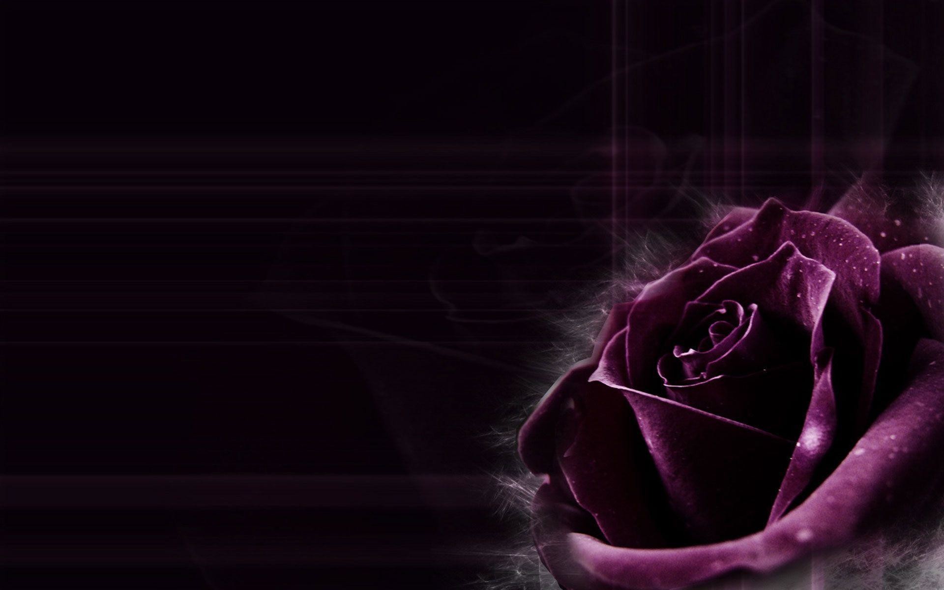 1920x1200 Dark Purple Rose Backgrounds Images & Pictures - Becuo
