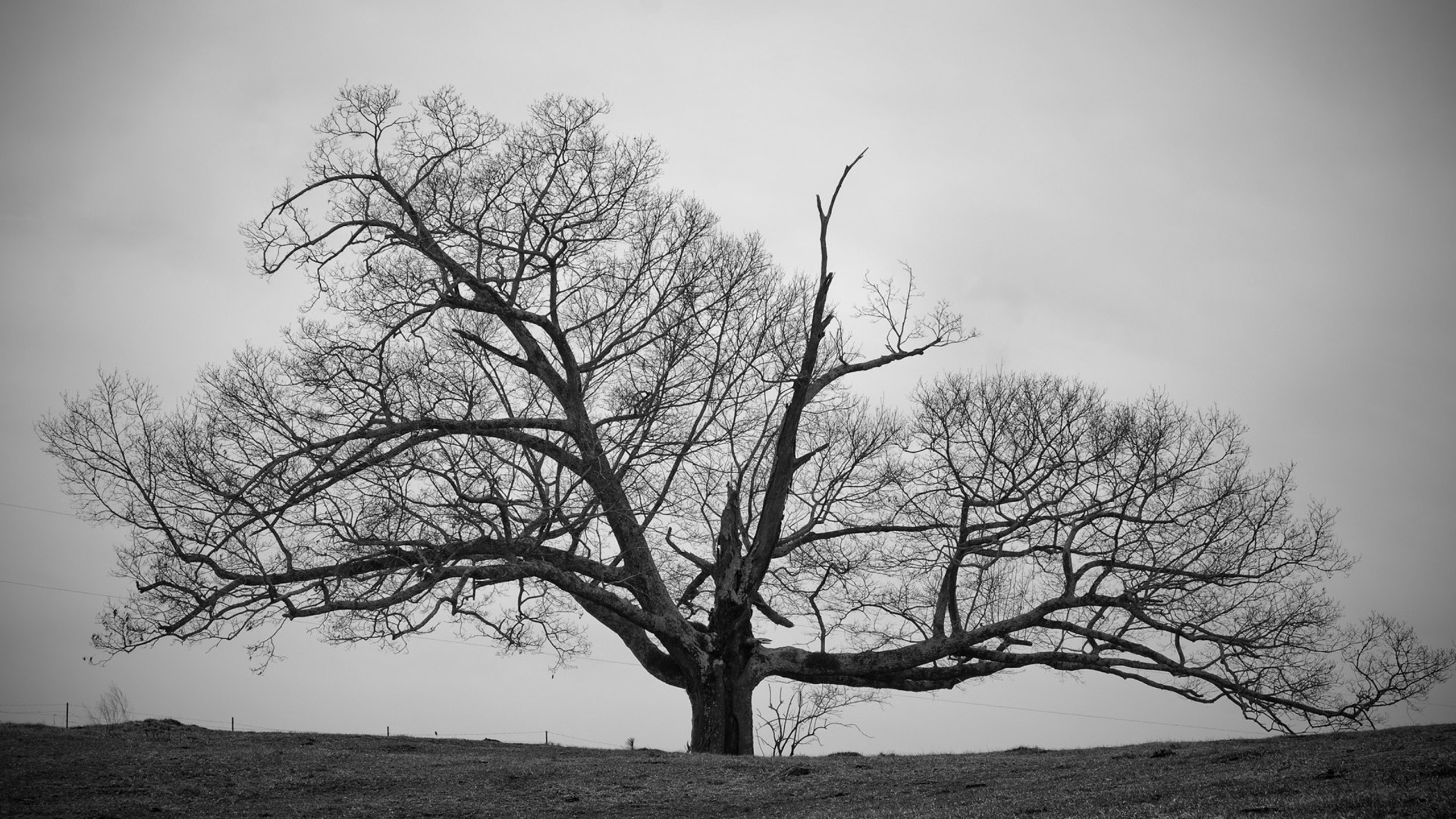 2560x1440 Old Tree Black and White Wallpapers HD.