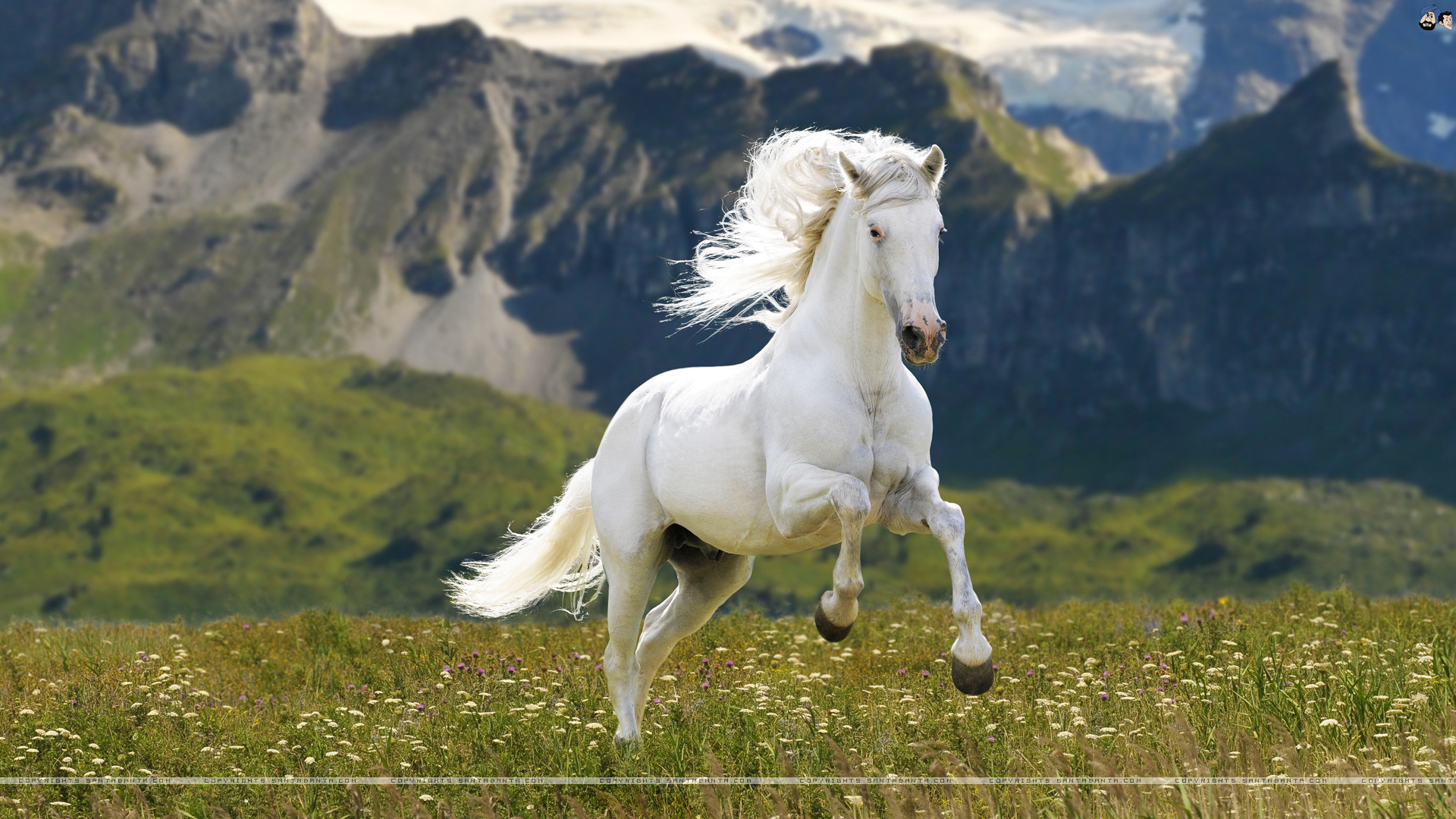 1920x1080 White Horse Wallpapers
