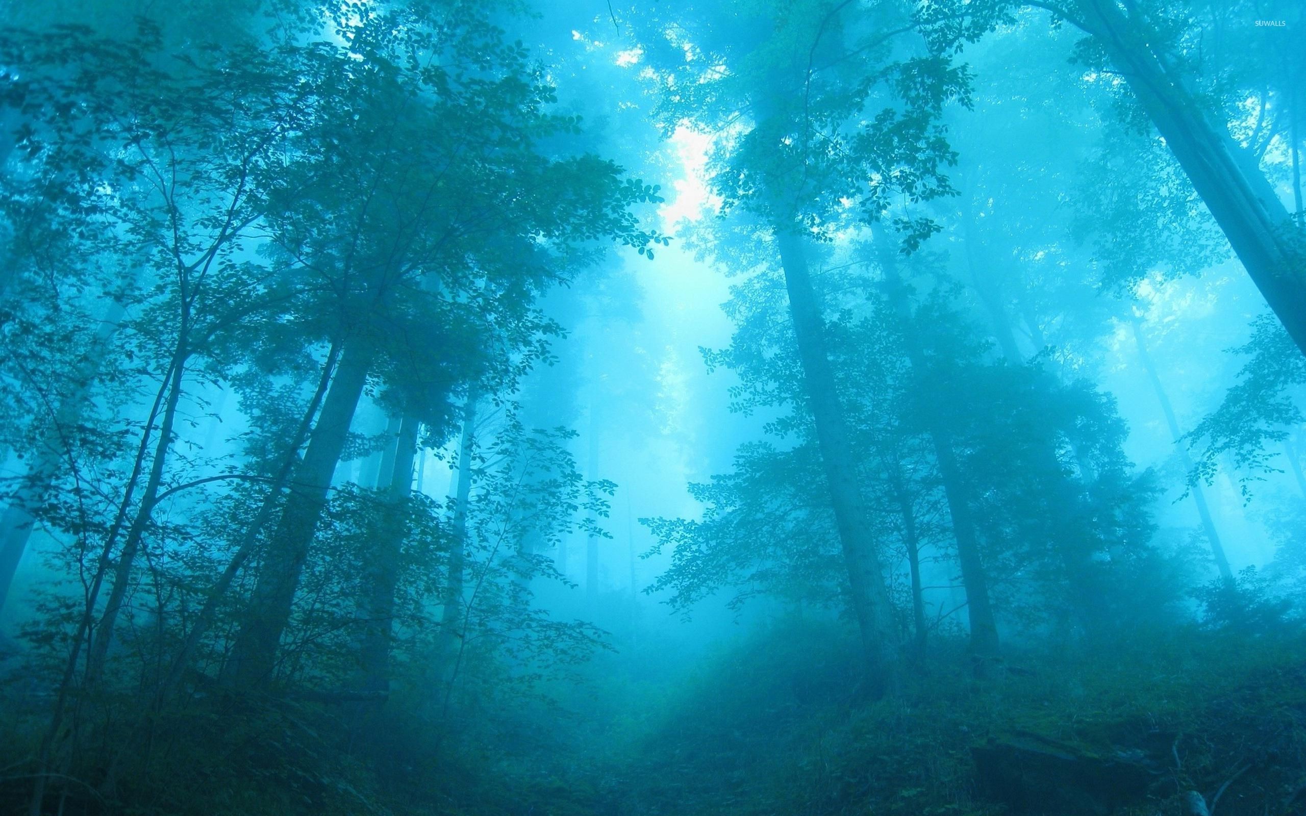2560x1600 Blue light in the foggy forest wallpaper