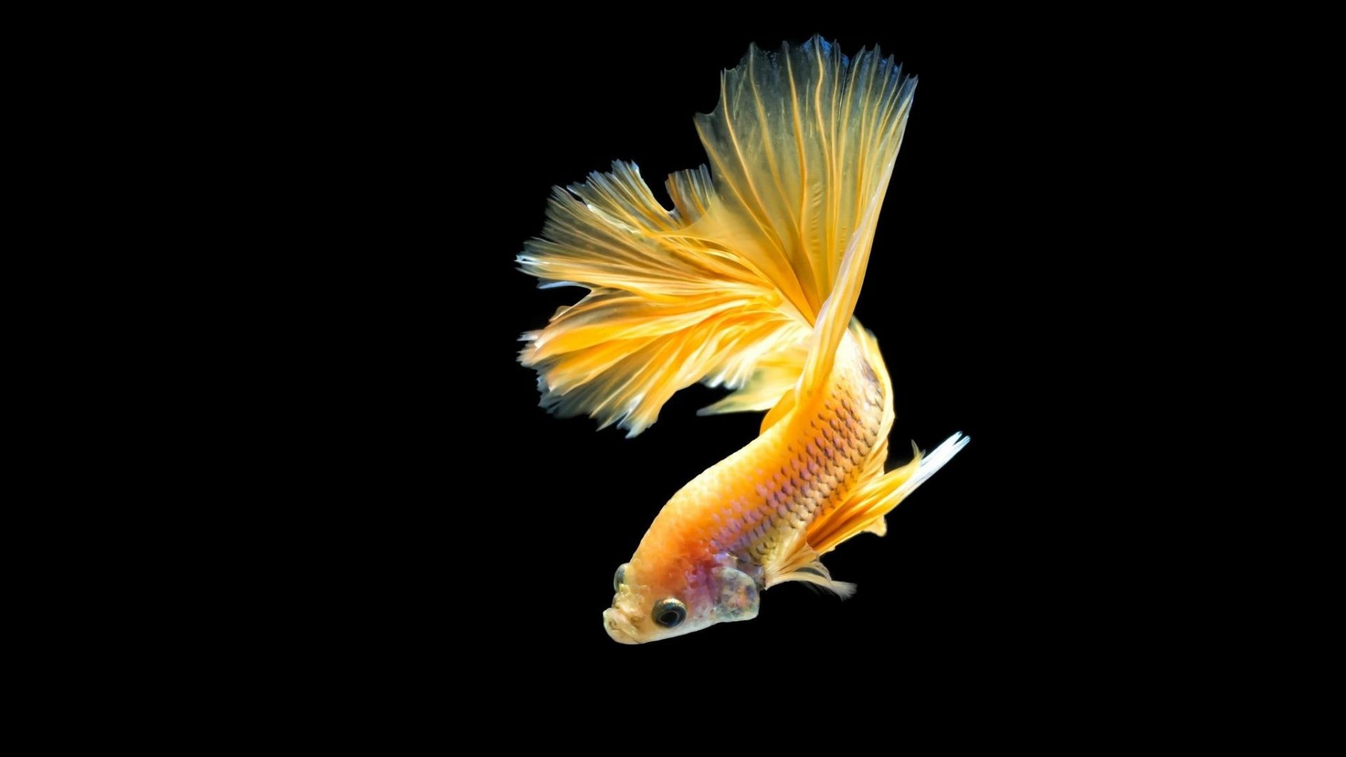 1920x1080 Fighting Tag - Fish Underwater Tropical Fighting Psychedelic Betta Siamese  Cute Goldfish Wallpaper for HD 16
