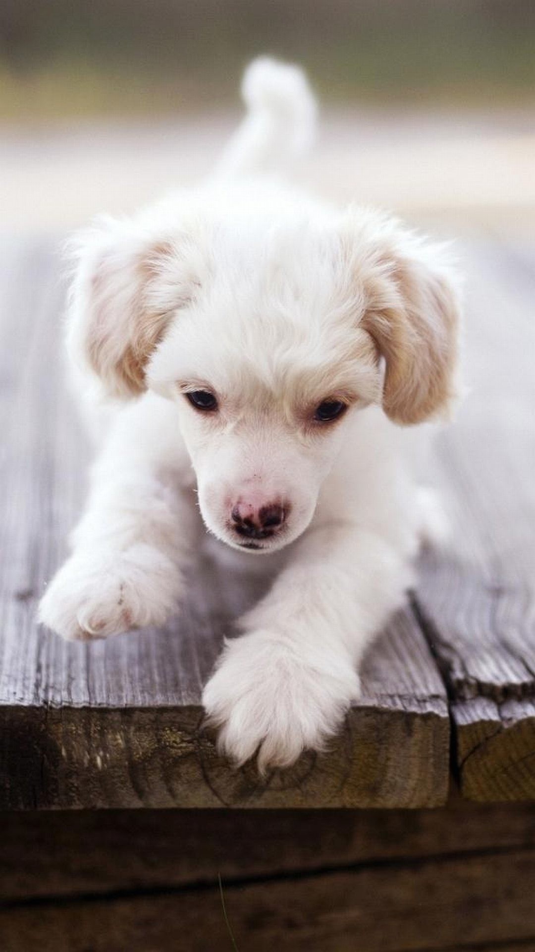1080x1920 Cute Puppies Wallpapers for iPhone. Animals Phone Backgrounds. | @mobile9