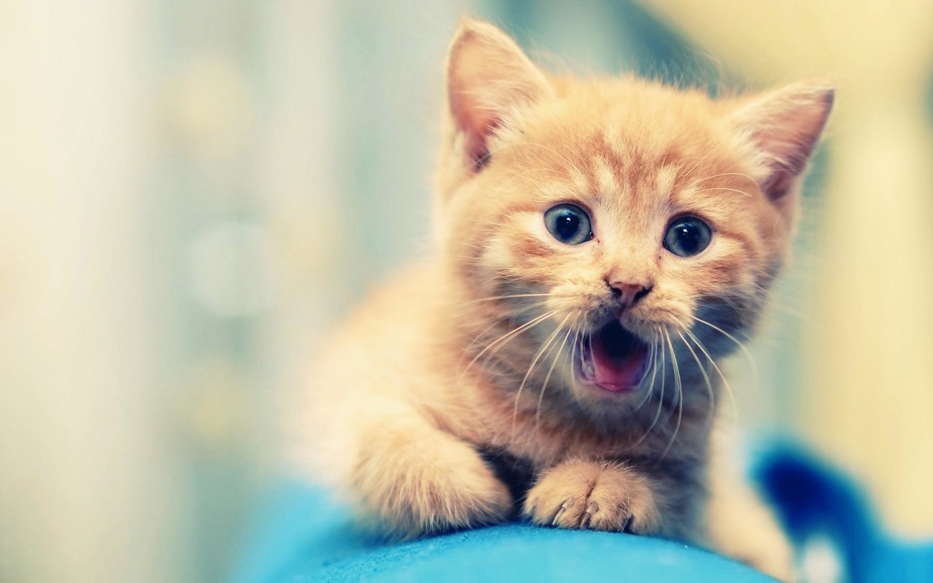 1920x1200 Free-download-Cute-Animal-Wallpapers-HD