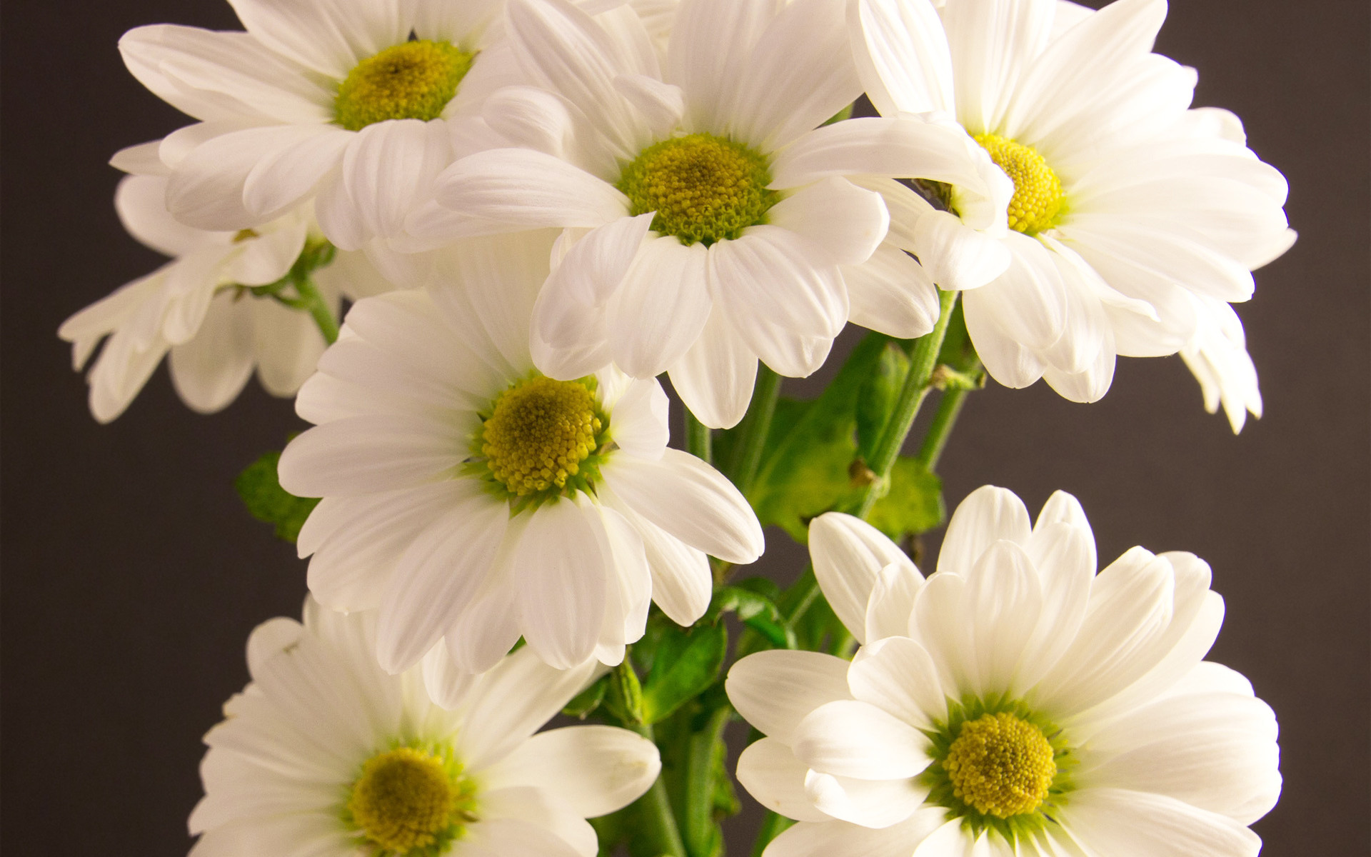 1920x1200 white chrysanths. Â«Â«