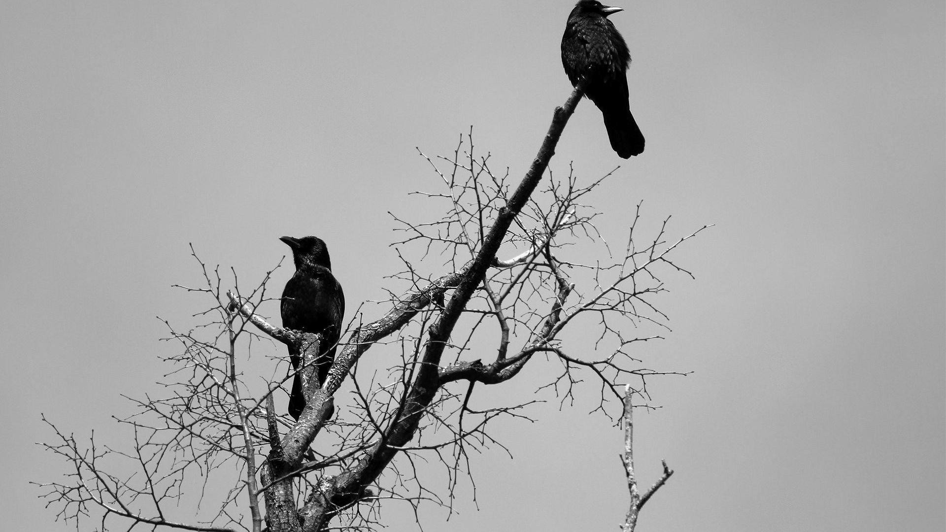 crows wallpaper hd