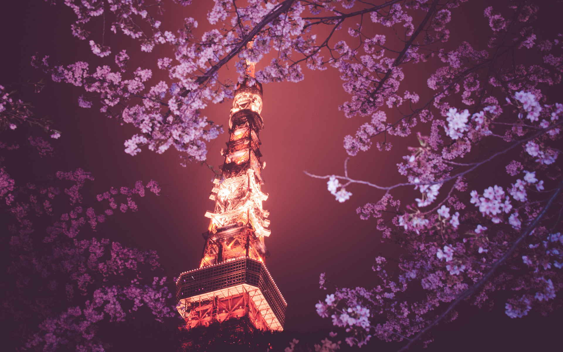 1920x1200 Tokyo Tower Tokyo Cherry Blossom Tree Flowers Night Lights wallpaper