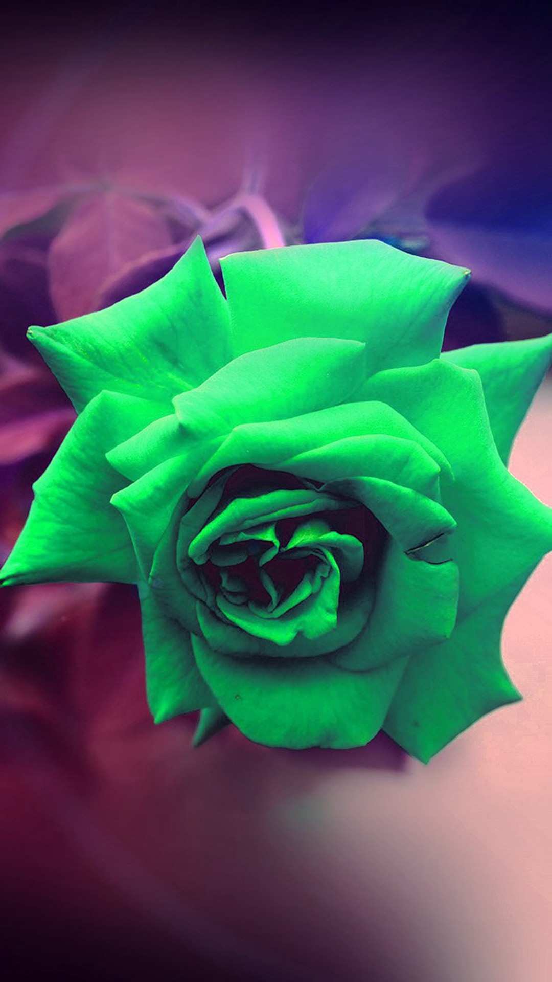 1080x1920 Green Rose Nature Flower Wood Love Valentine Flare #iPhone #6 #plus # wallpaper