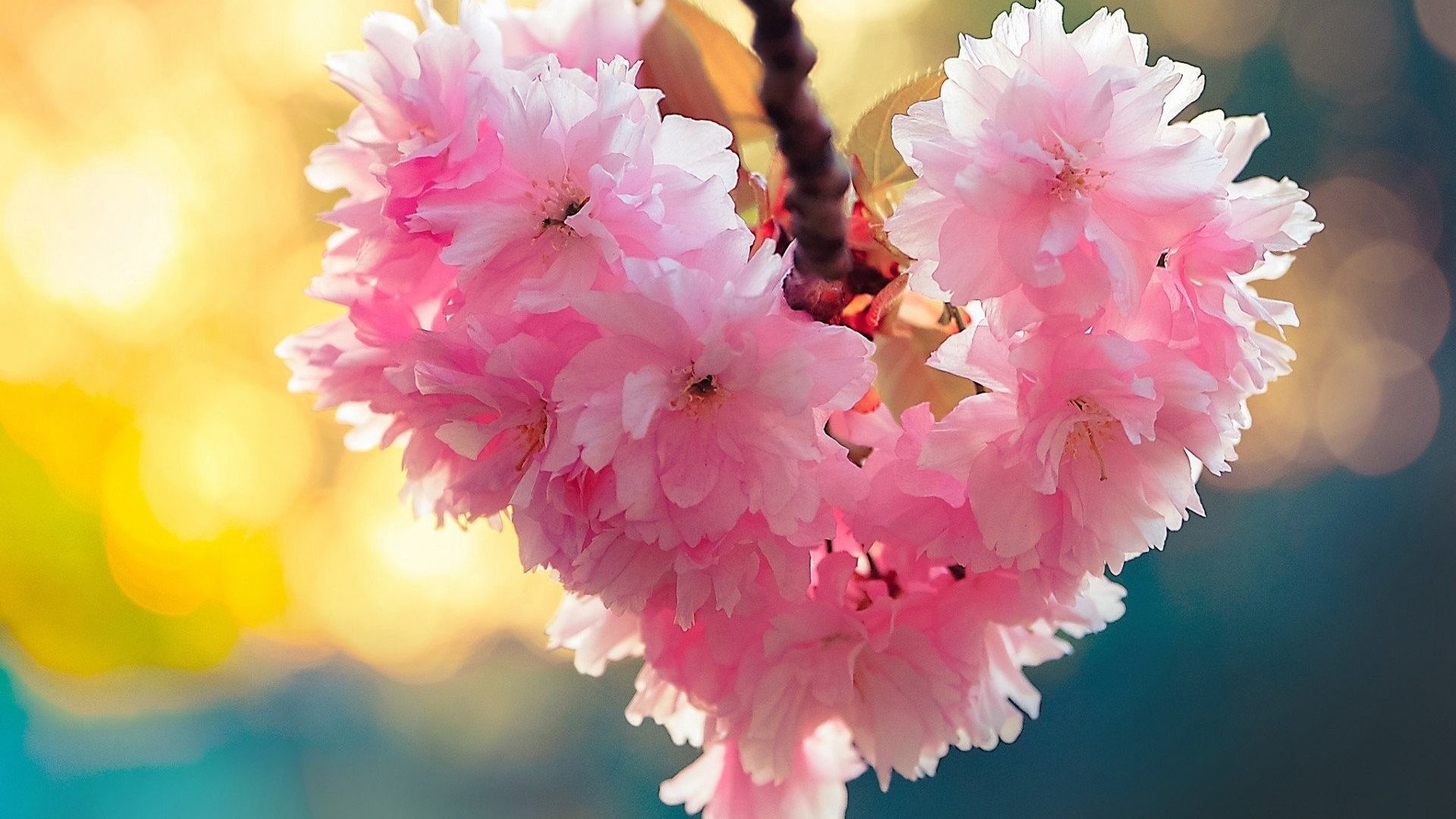 1920x1080 Flowers Spring Nature Love Heart Bloom Android Hd Wallpapers Free Download  - 1920x1200
