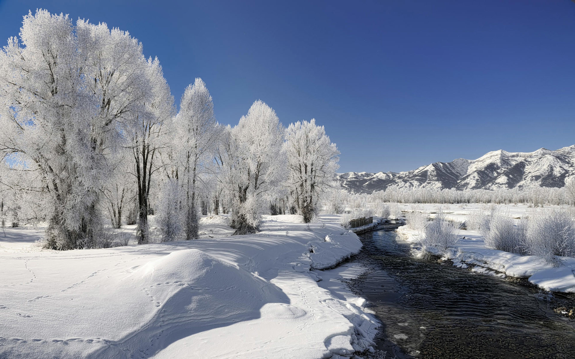 1920x1200 Winter Trees Creek Snowy Plant wallpapers and stock photos