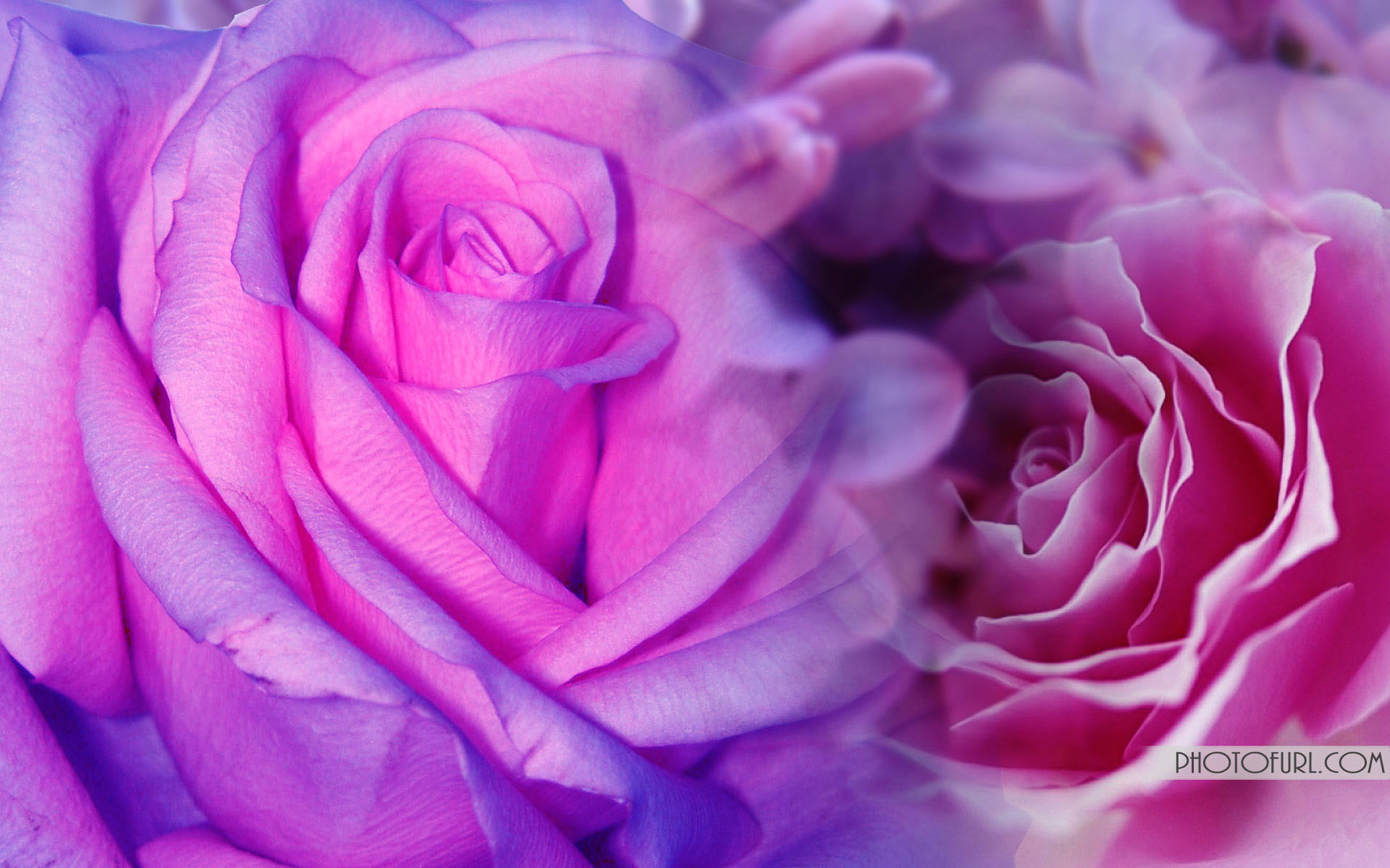 1920x1200  Cool Pink and Purple Backgrounds | Pink And Purple Flowers  Background Hd Cool 7 HD Wallpapers