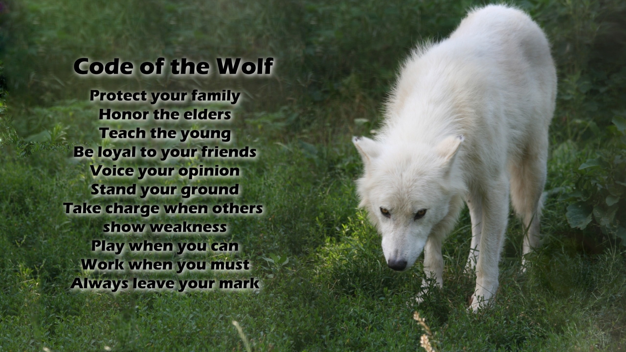 2560x1440 Free desktop wallpapers and backgrounds with code of the wolf, code, nice,  white, wolf. Wallpapers no.