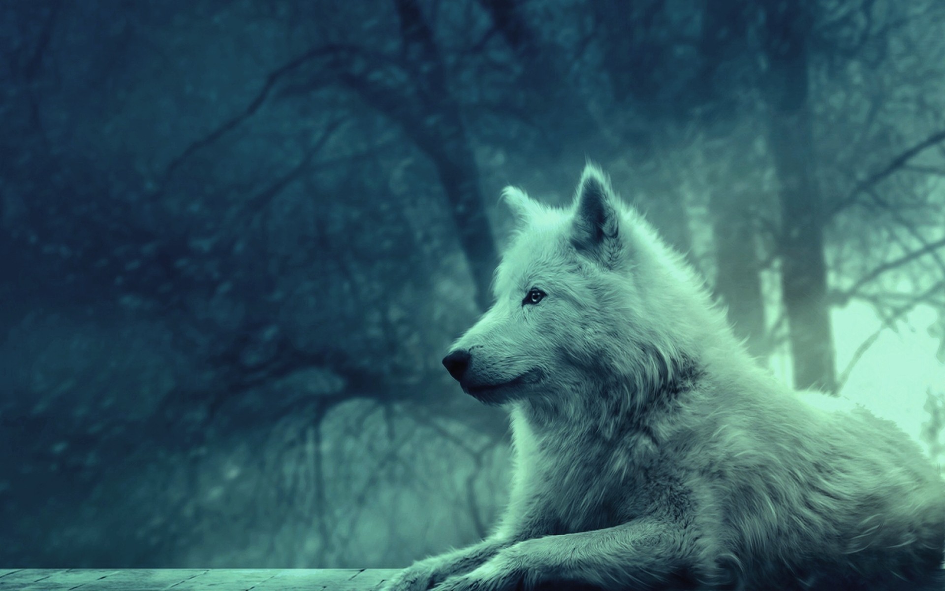 1920x1200 Preview wallpaper wolf, light, forest, wild, calm, peace 