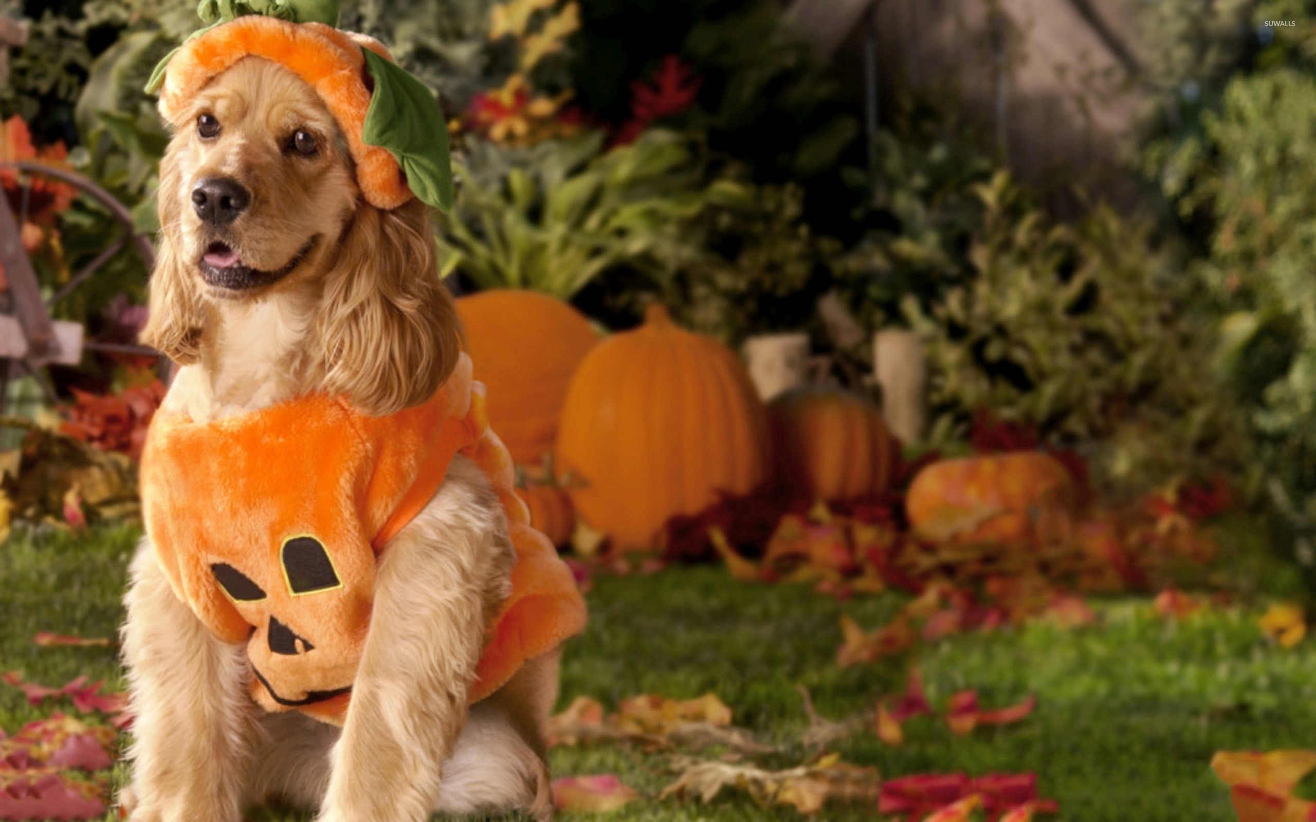 2560x1600 Dog dressed as a pumpkin wallpaper