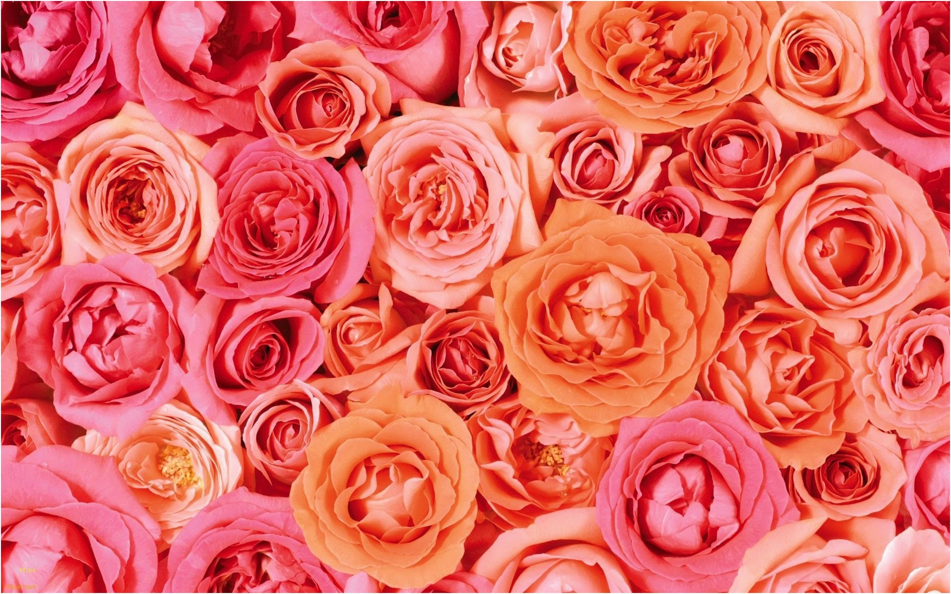 1920x1200 Pink Roses Wallpaper New Pink Rose Backgrounds Wallpaper Cave