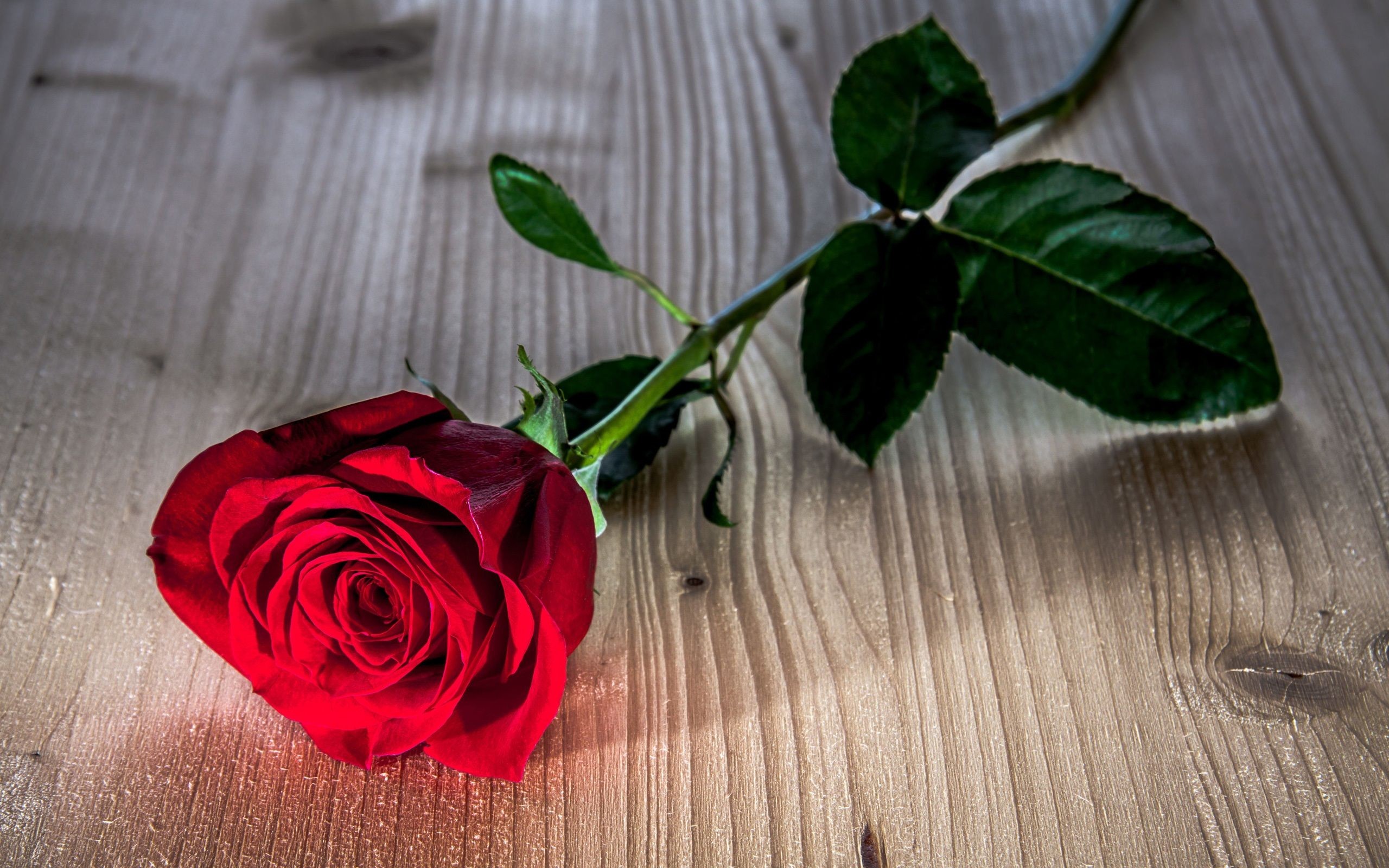2560x1600 A Single Red Rose Wallpaper Flowers Nature Wallpapers) – Wallpapers and  Backgrounds