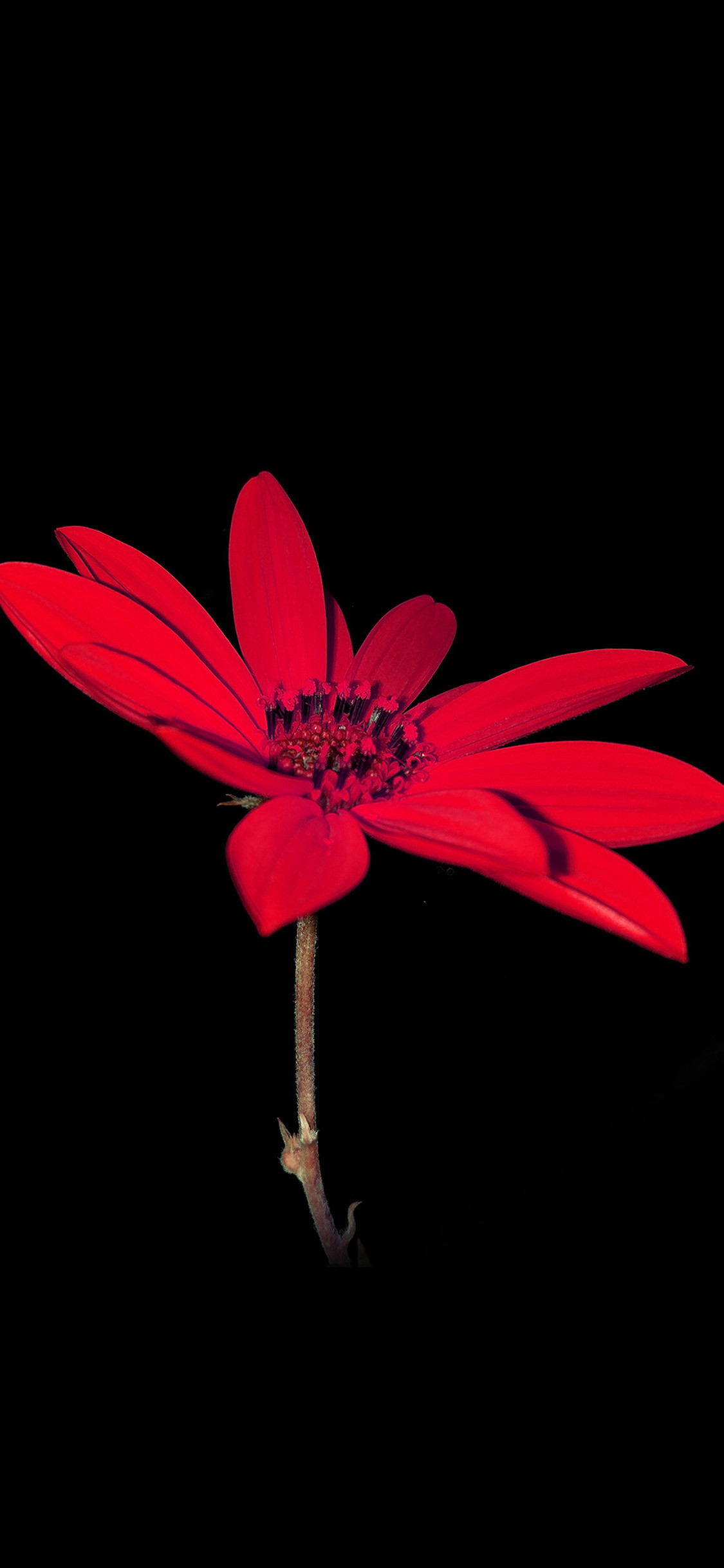 1125x2437 Red natural art flower iPhone X Wallpaper