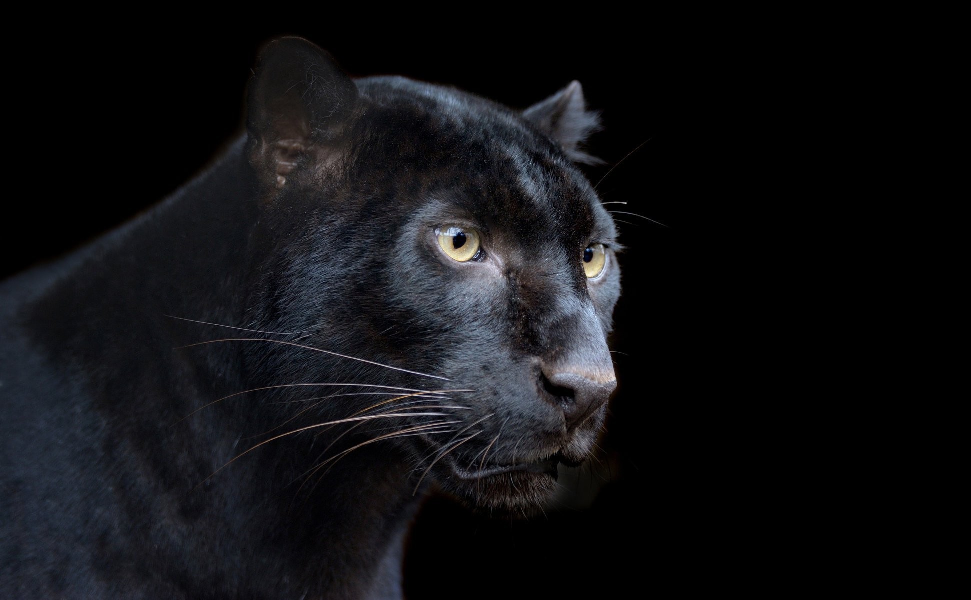 1941x1200 panther black leopard predator black background