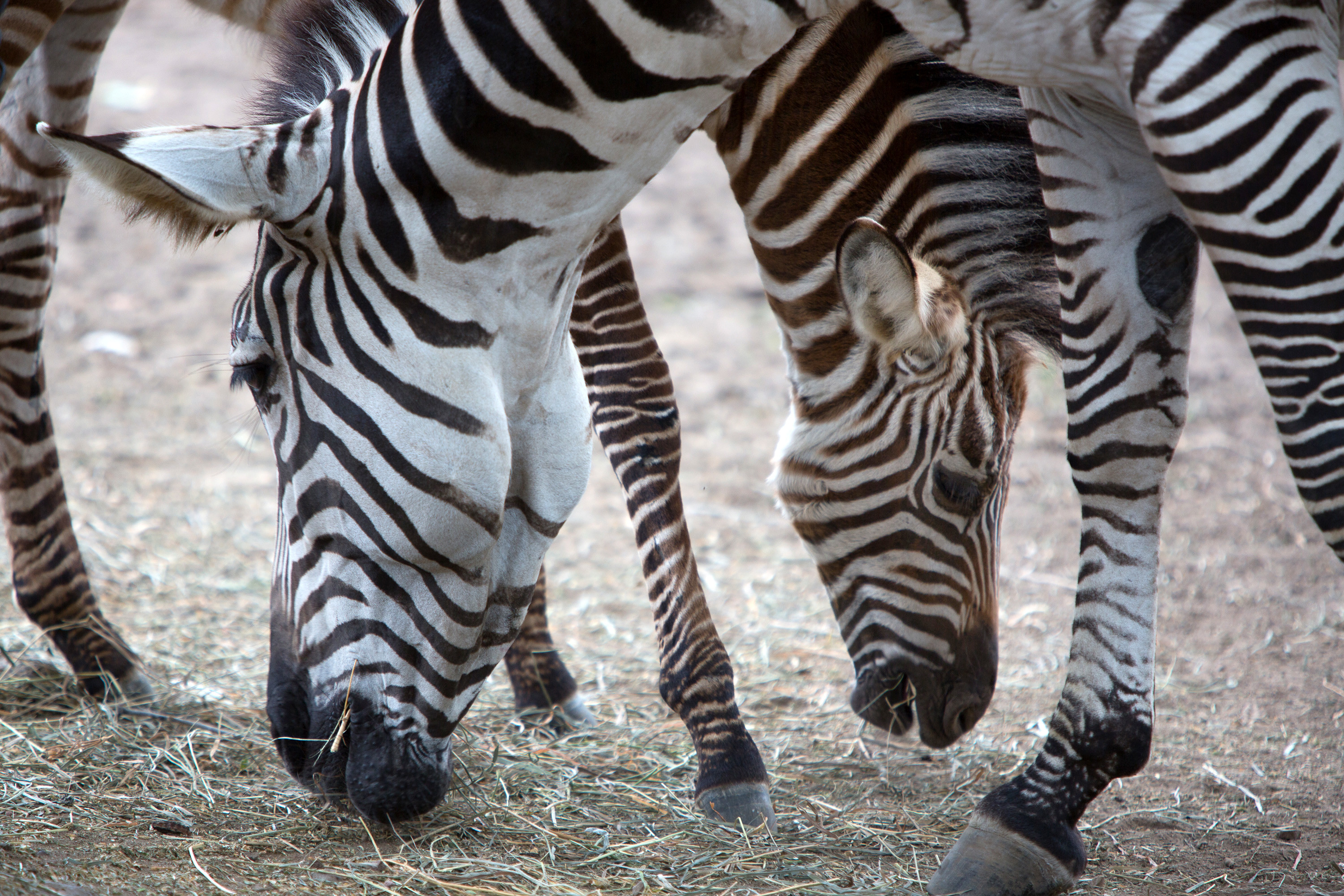 3000x2000 Como Zoo's baby zebra Melee with her mother Monday. Melee was born July 27.  Jennifer Simonson / MPR News