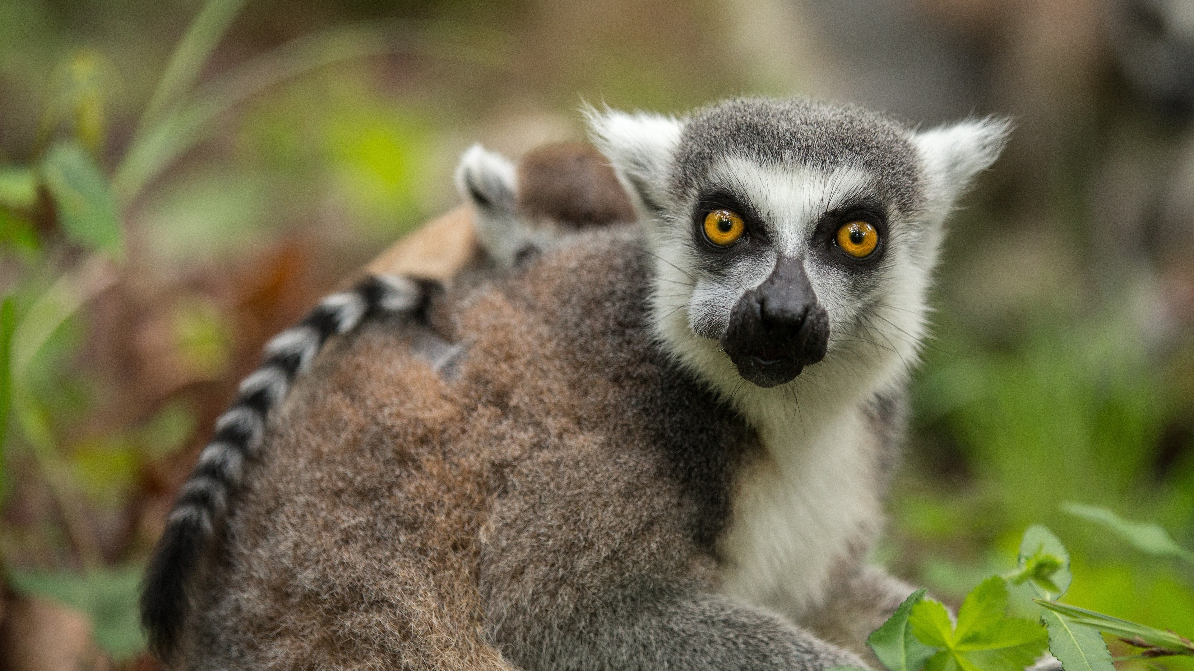 3840x2160  Wallpaper lemur, cub, grass, food