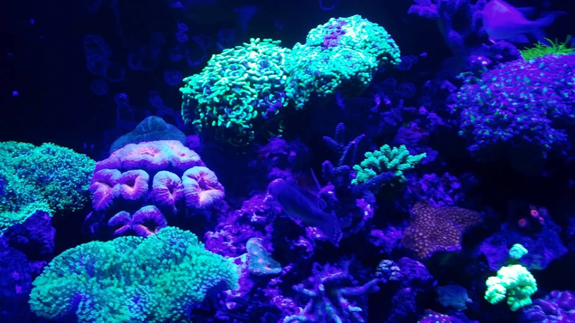 1920x1080 120 Gallon Mixed Marine Coral Reef Aquarium Fish Tank Saltwater March 2014  - YouTube