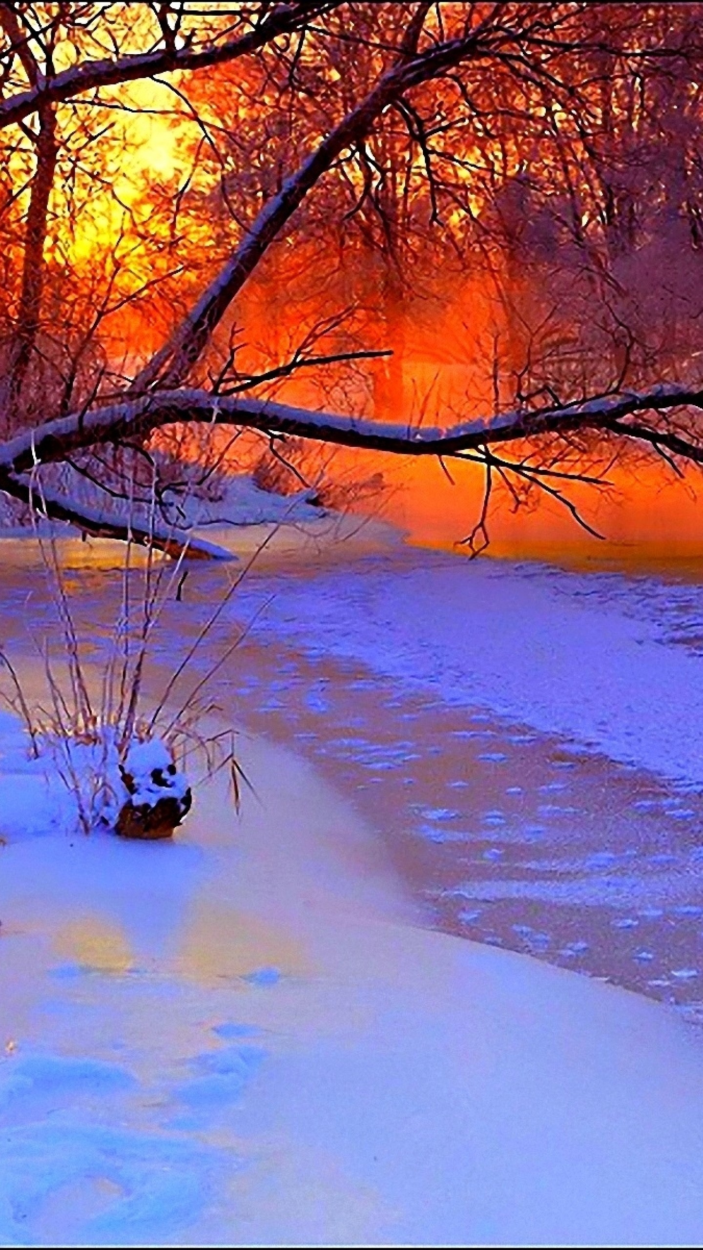 1440x2560 Preview wallpaper winter, sunset, evening, branches, tree, pond, cold,