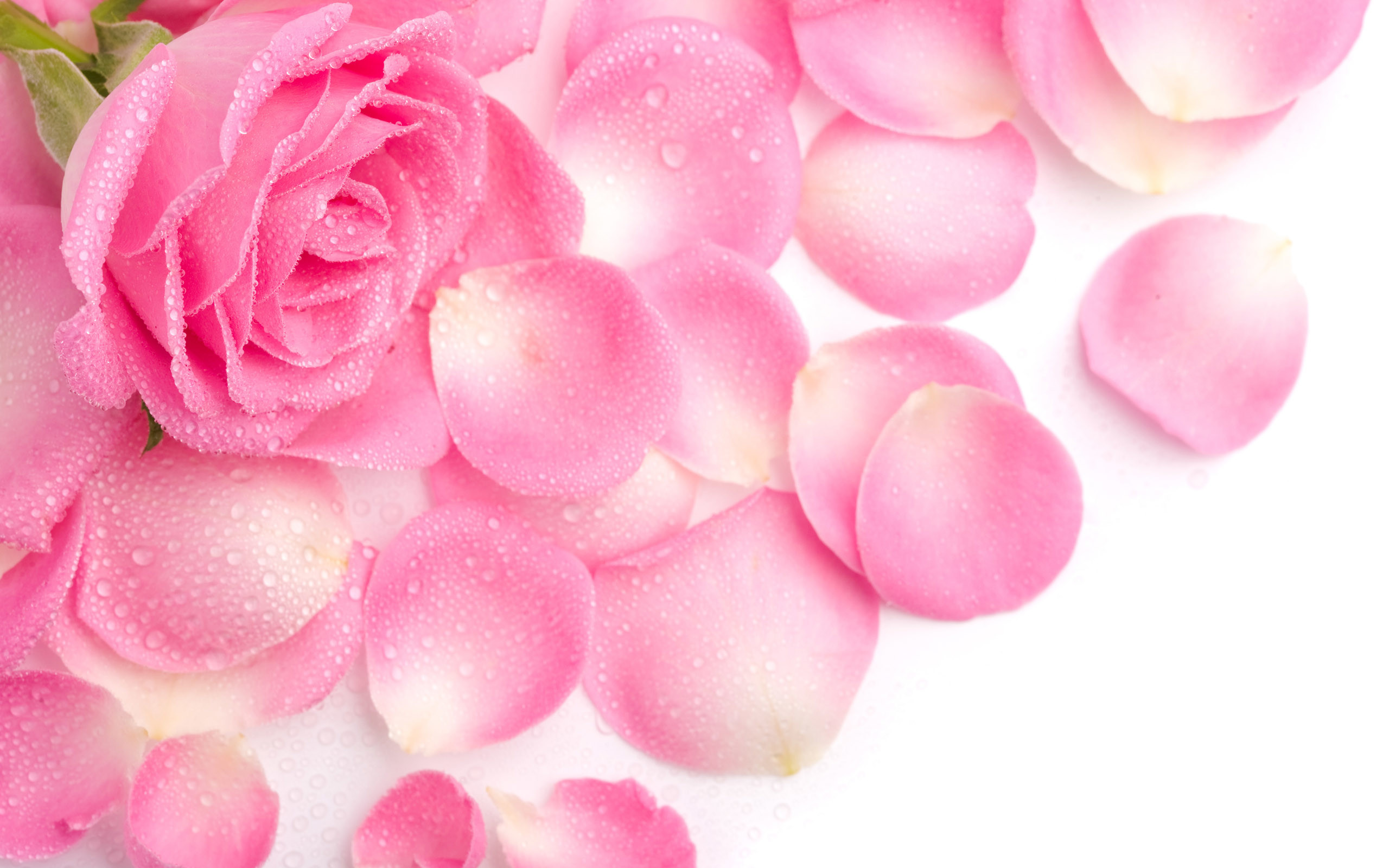 2560x1600 Pink Rose Flowers Wallpaper.