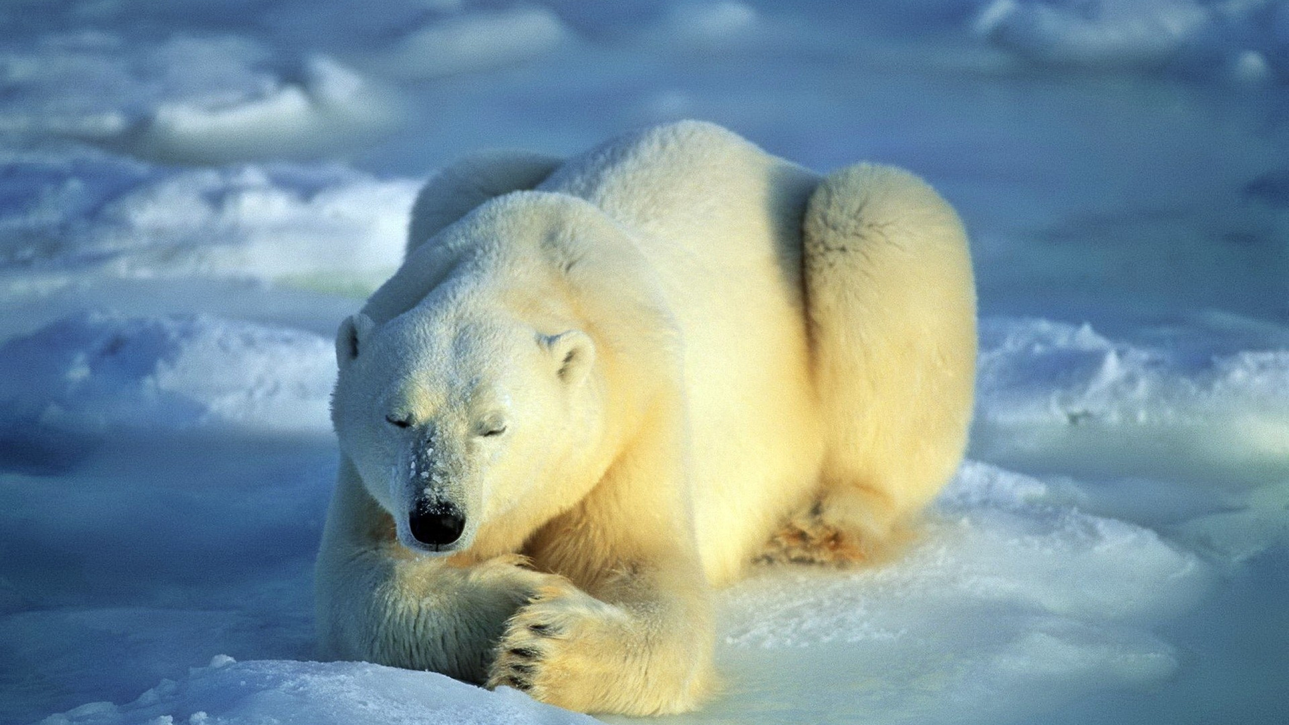 2560x1440  Wallpaper bear, polar bear, snow, lie, waiting