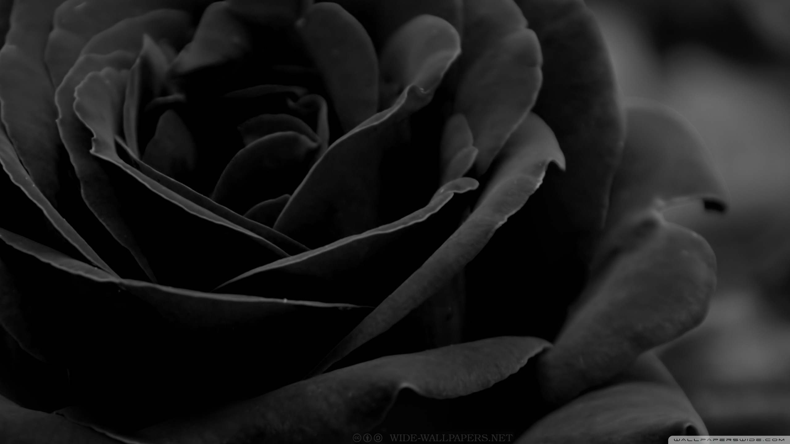 2560x1440 Image from http://wallpaperswide.com/download/black_rose_3-wallpaper-.jpg.  | BLACK ROSES AND HEART | Pinterest | Black roses