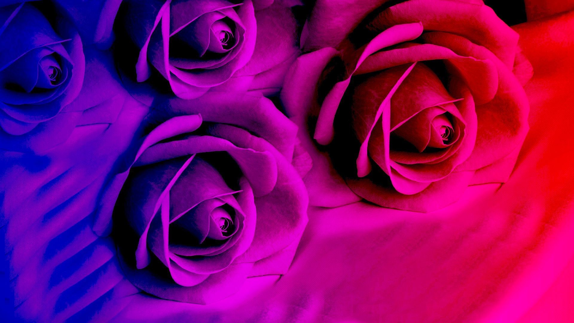 1920x1080 Purple roses in bright color wallpapers and images - wallpapers .