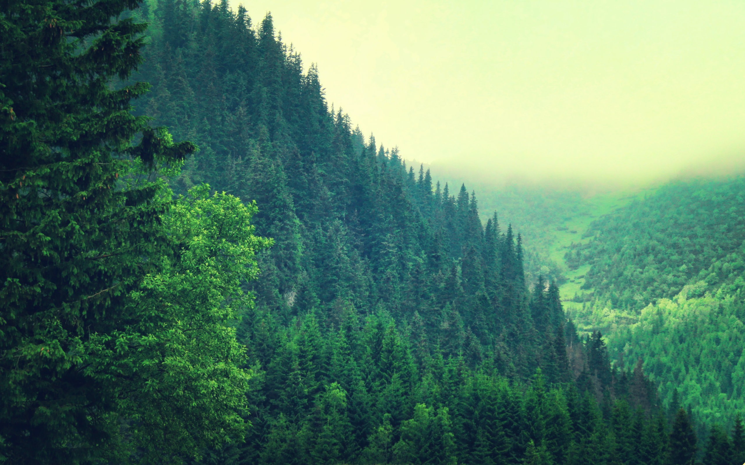 2560x1600 wallpaper.wiki-Pine-Forest-HD-Wallpapers-For-Pc-