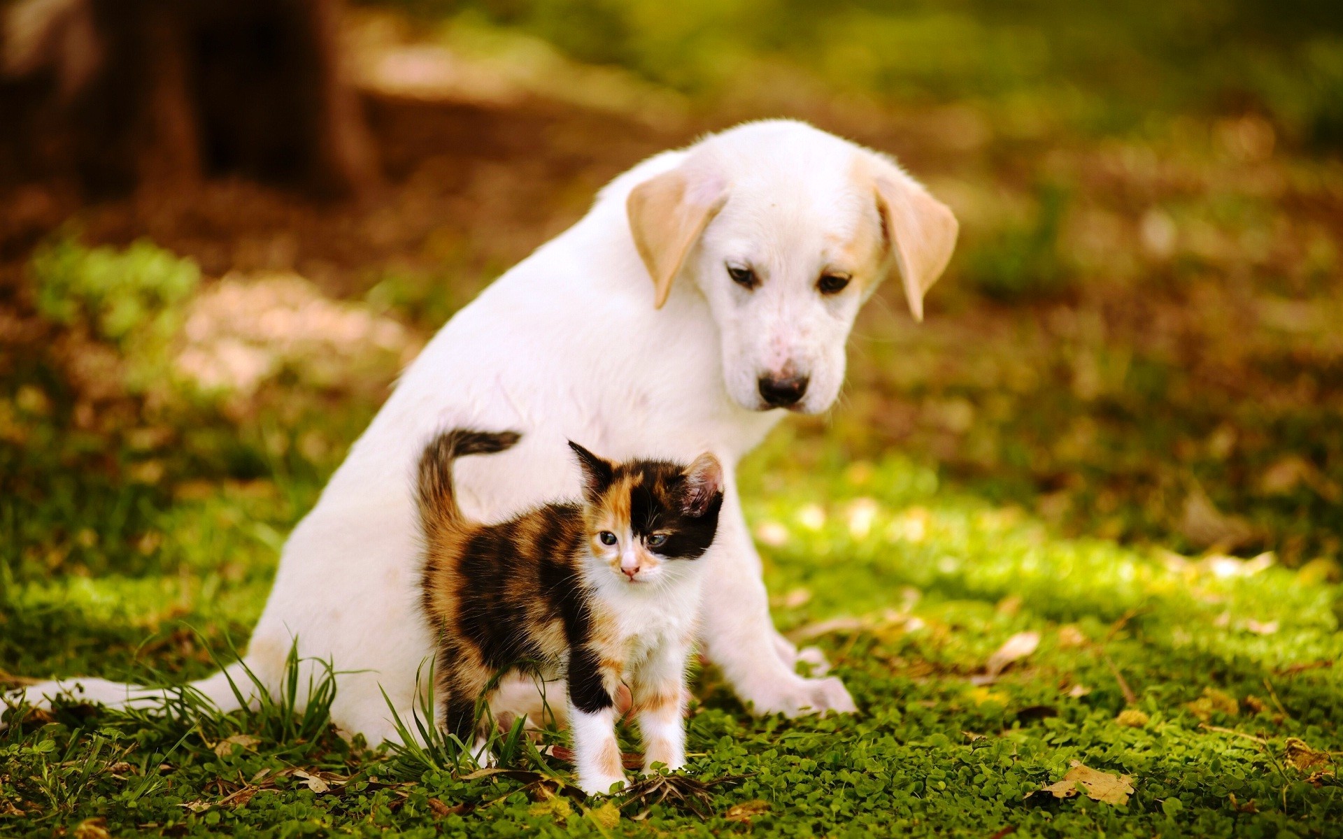 1920x1200 Cute Baby Cats And Dogs wwwgalleryhipcom The Hippest