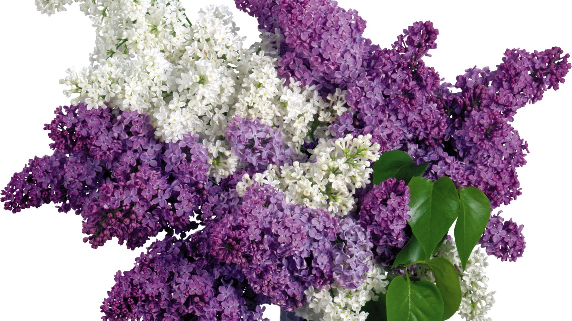 1920x1080 Lilac White Background Images