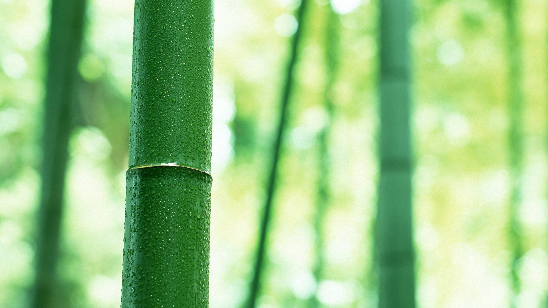 1920x1080 pretty green bamboo HD wallpapers