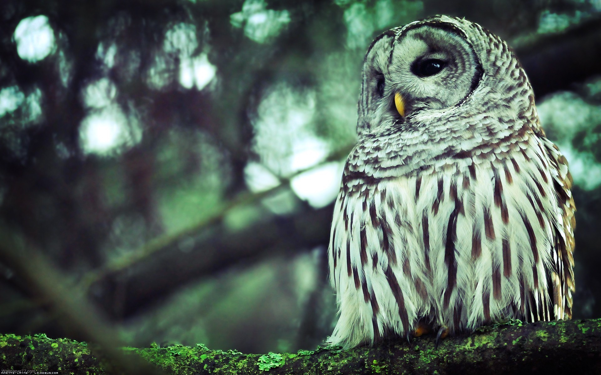 1920x1200 White-Owl-High-Definition-Pictures-Photos