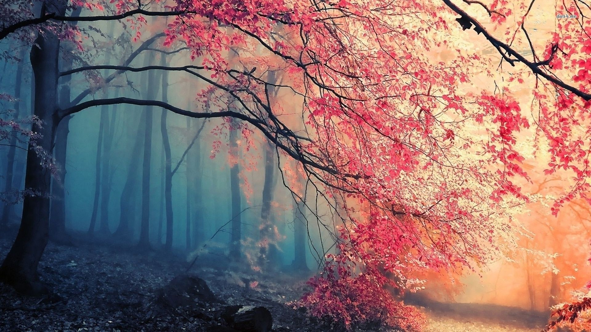 1920x1080 ... Beautiful Forest HD Background Wallpapers 5025 HD Wallpapers Site free  powerpoint background