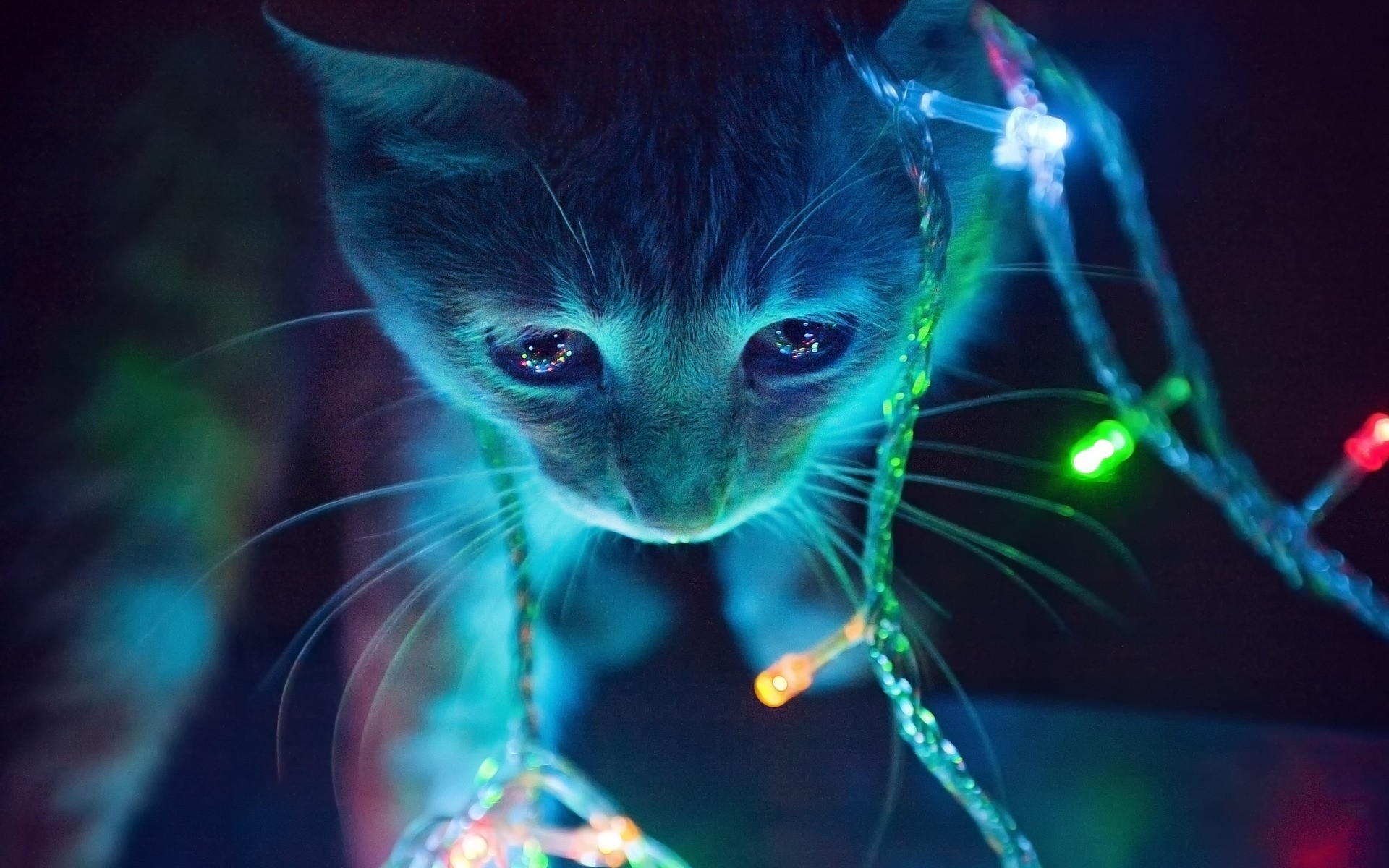1920x1200 Bild: Christmas Lights Cat wallpapers and stock photos. Â«
