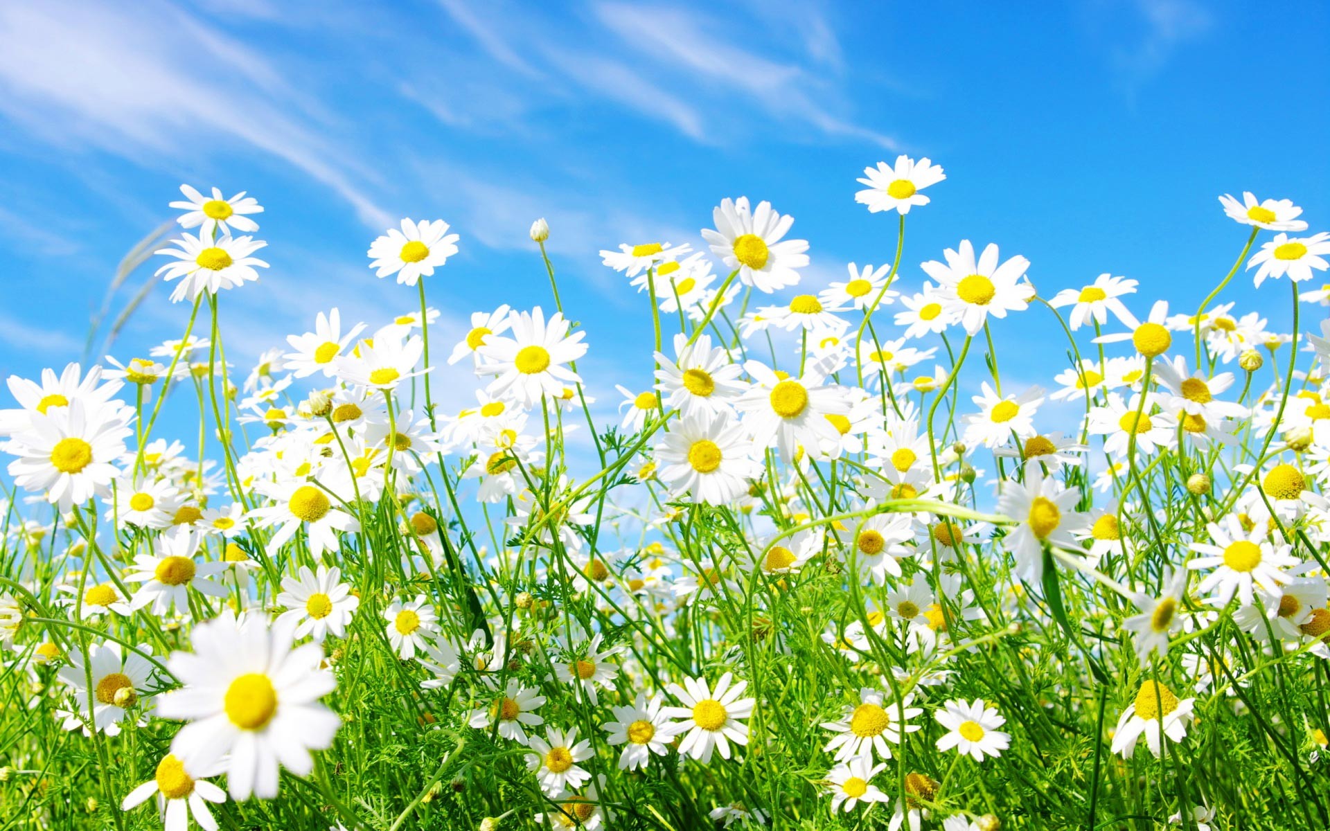 1920x1200 Related Wallpapers from Springtime Wallpaper. Colors White Daisy Wallpaper