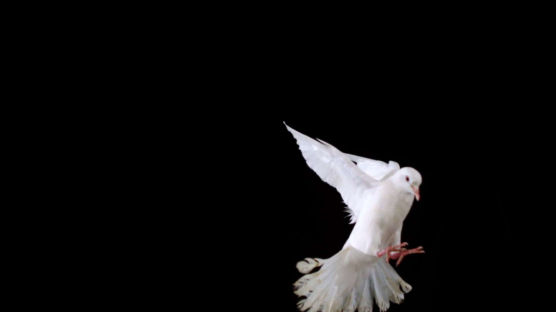 1920x1080 Subscription Library White bird flapping on black background, Slow Motion