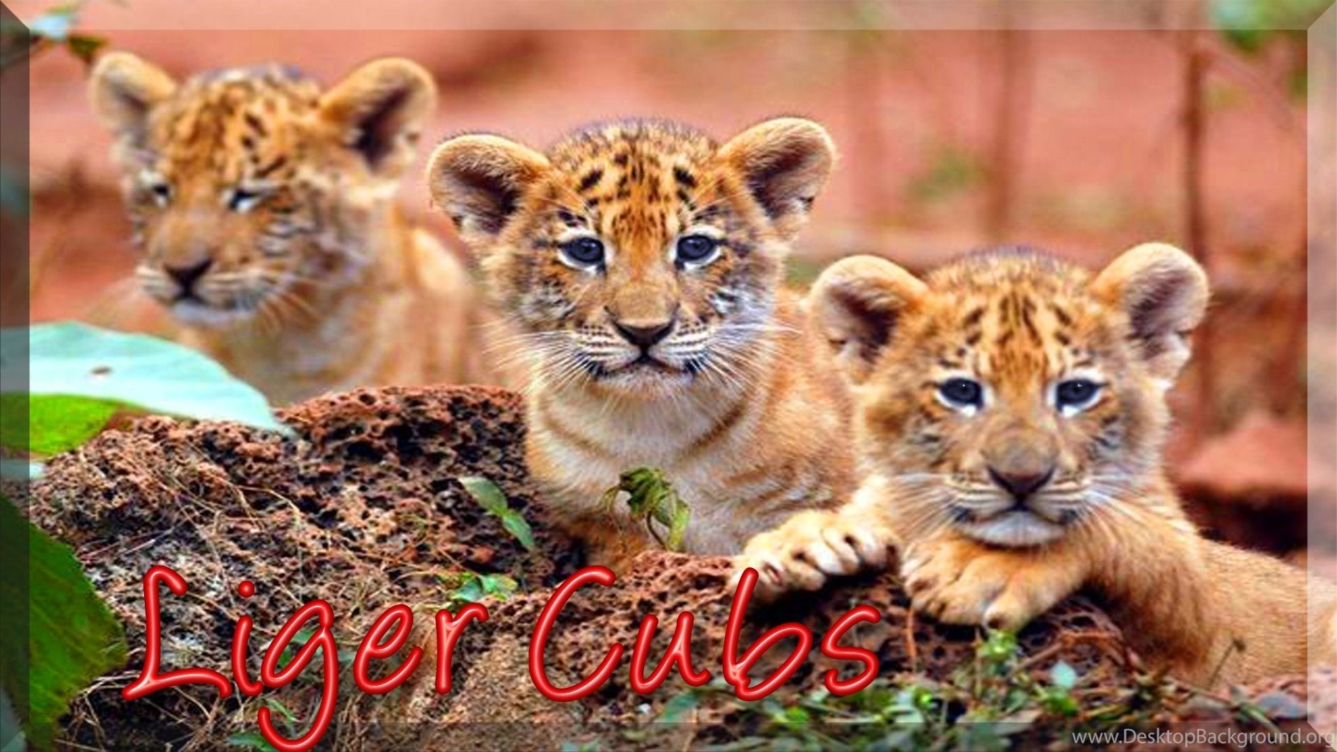 1920x1080 Liger Zero Schneider by skipaway Source Â· Liger Cubs Animal Lion Animals  Cats Ligers Tiger Other Wallpapers
