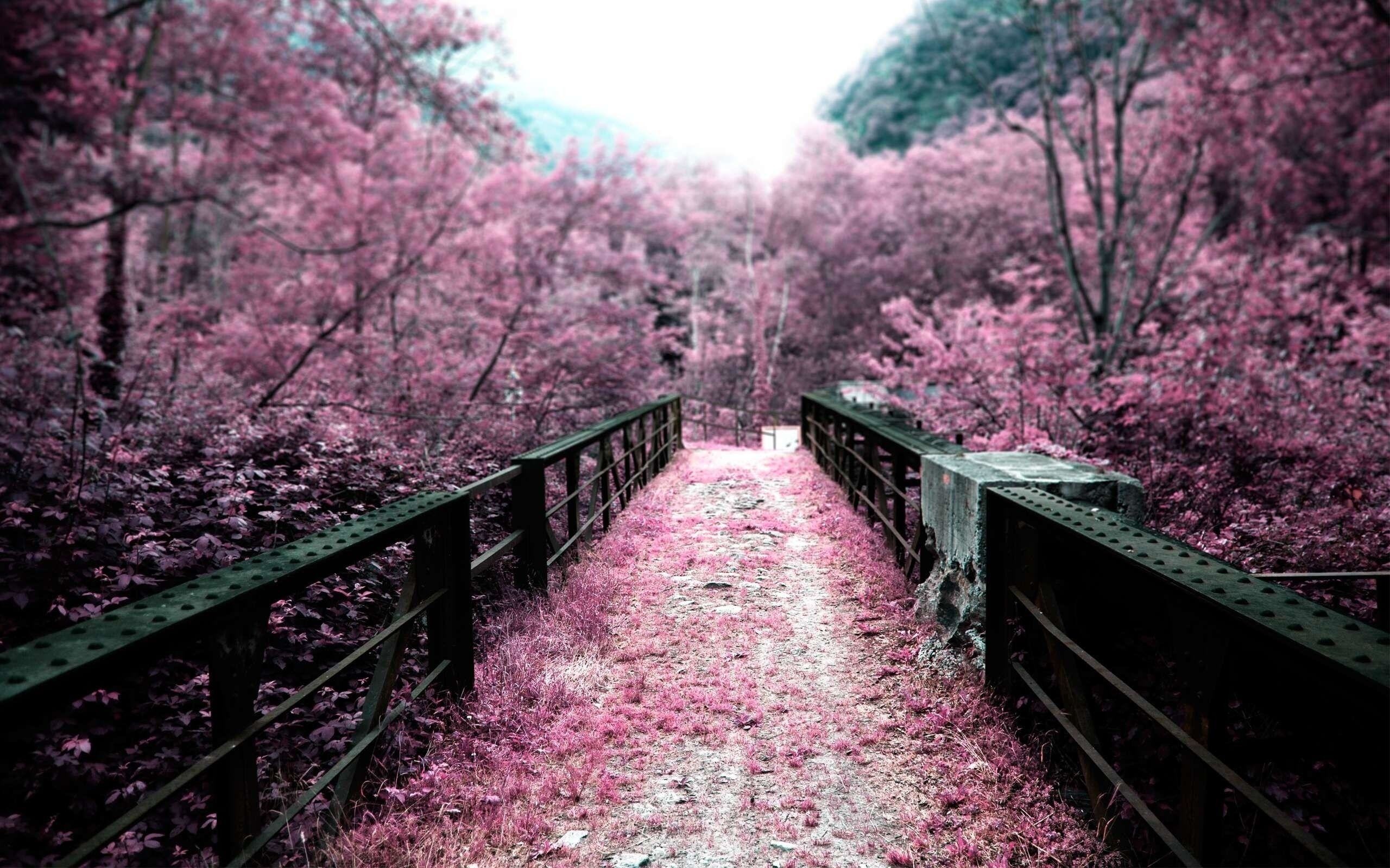 2560x1600 Pix For > Cherry Blossom Tree Background Tumblr