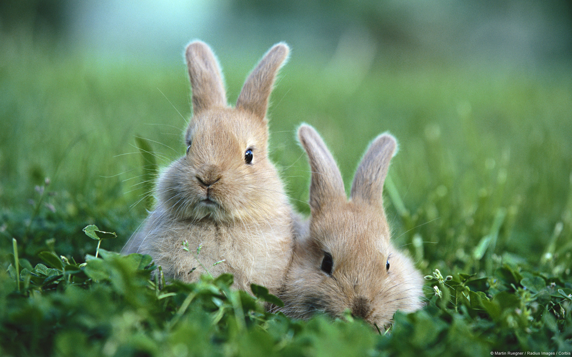 1920x1200 Cute Baby Rabbits Wallpapers