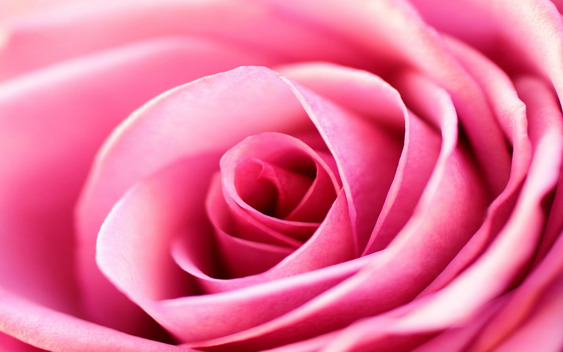 1920x1200 Beautiful Pink Rose Background Stock Photo Shutterstock