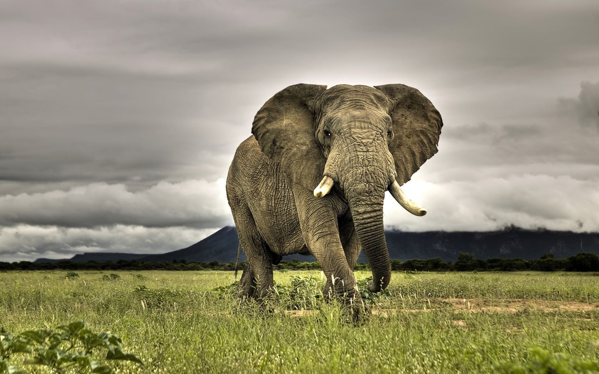 1920x1200 elephant images for backgrounds desktop free, 1920Ã1200 Elephant Backgrounds  For Desktop (37