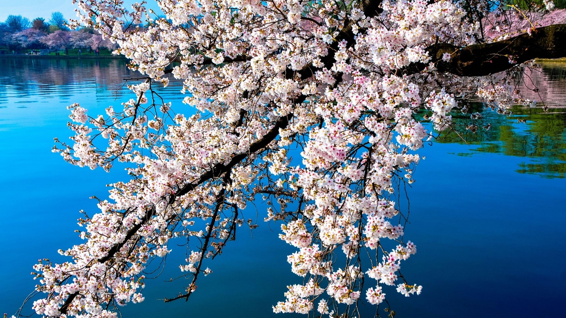 1920x1080 Preview wallpaper sakura, blossoms, branches, water, reflection, surface,  spring 