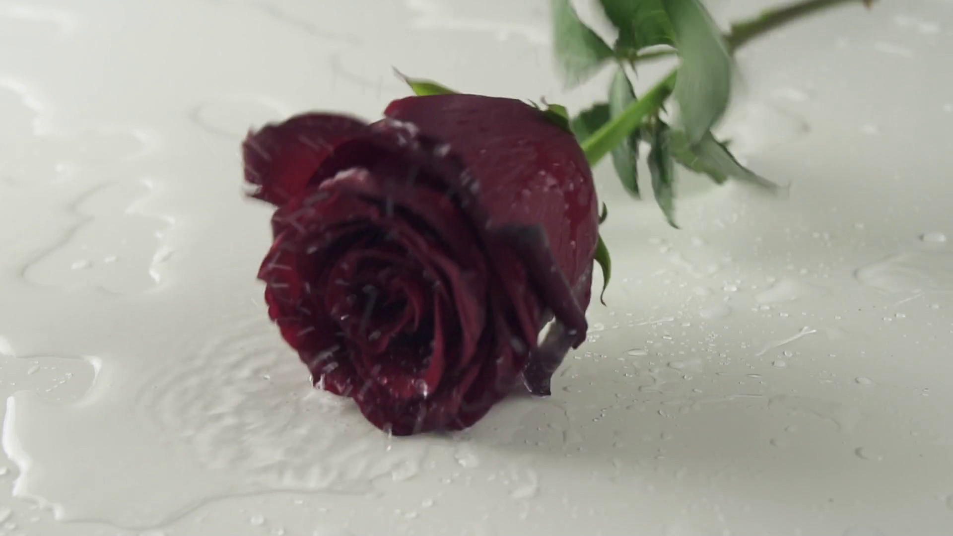 1920x1080 Red rose falling on white background with water slow motion stock footage  video Stock Video Footage - VideoBlocks