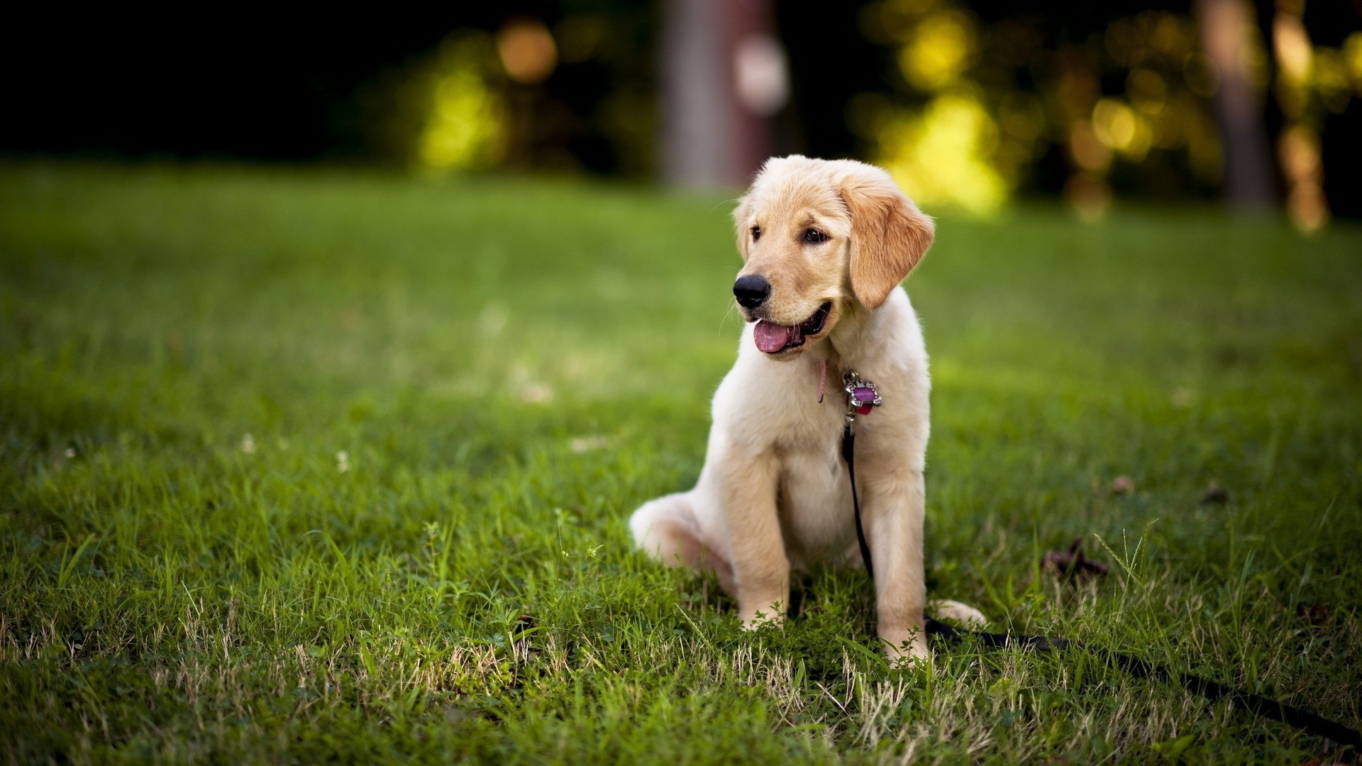 1920x1080 undefined Lab Puppies Wallpapers (53 Wallpapers) | Adorable Wallpapers