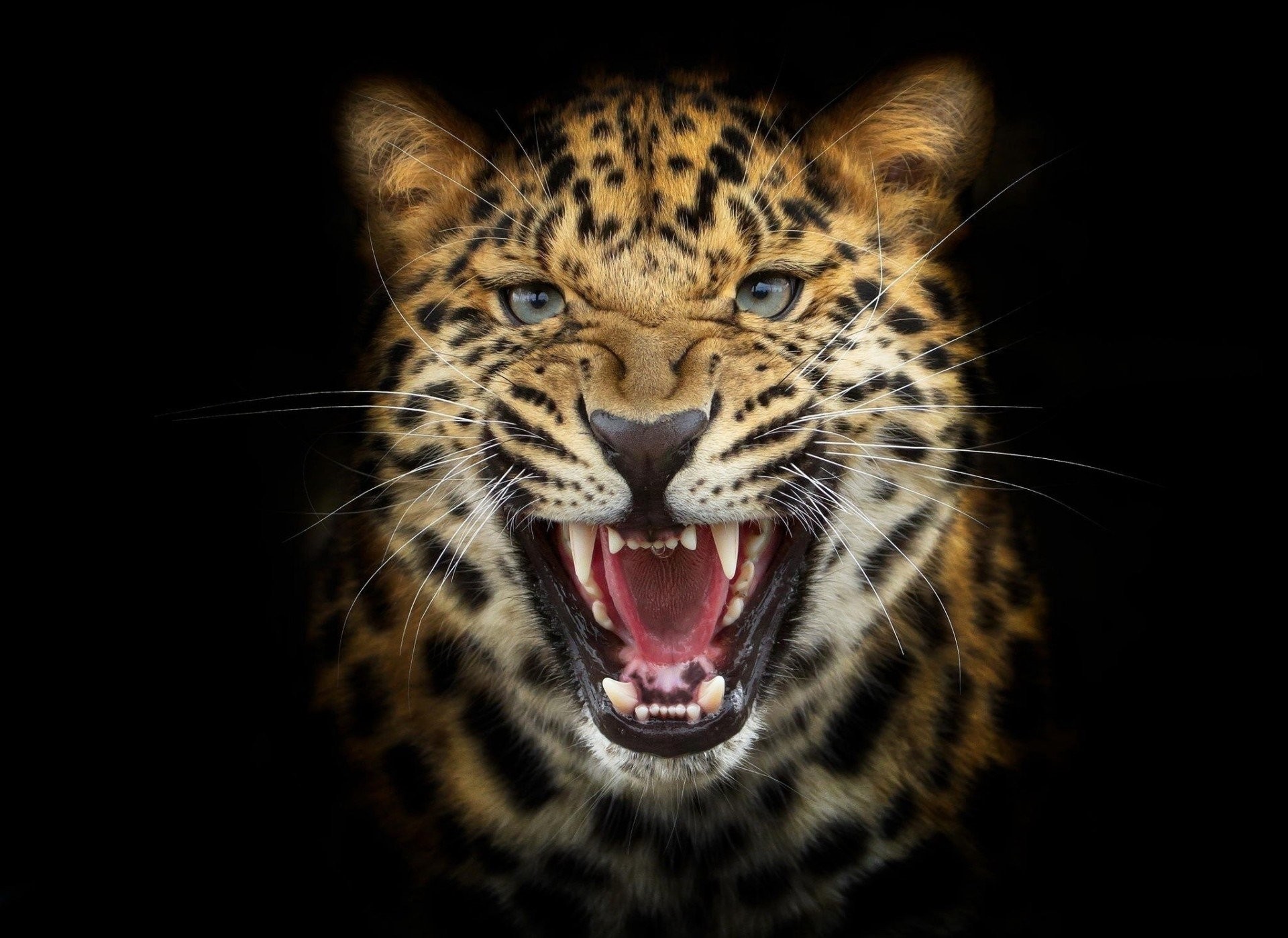 1920x1398 predator leopard black background photoshop anger cat