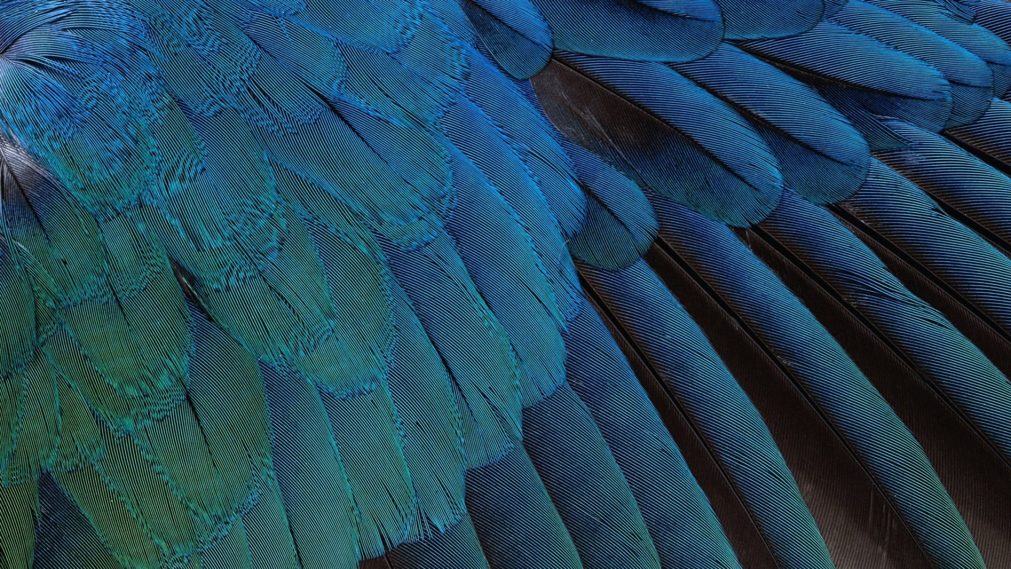 2048x1152 Download Wallpaper  Feathers, Black, Background, Blue HD .